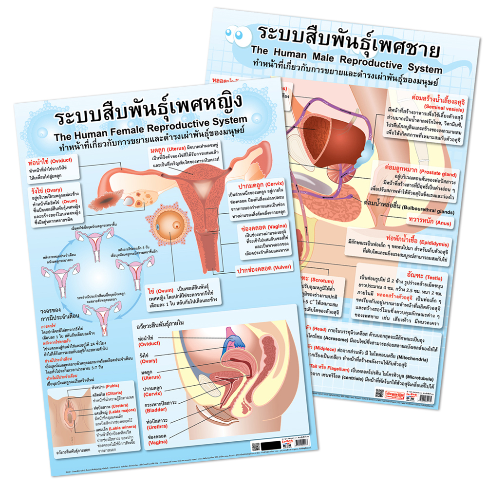 Human Reproductive System Educational Posters