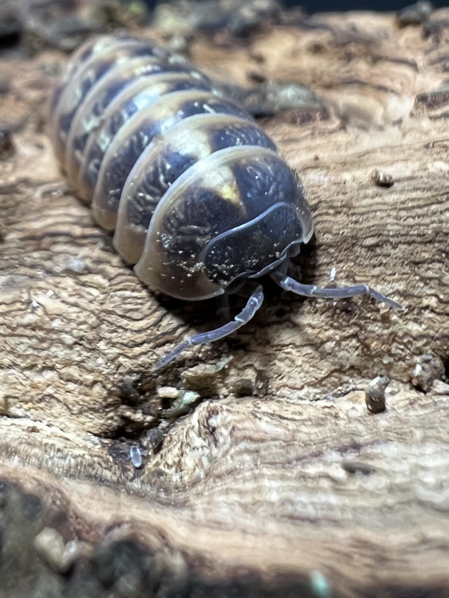 Armadilldium vulgare st.lucia set 5 each