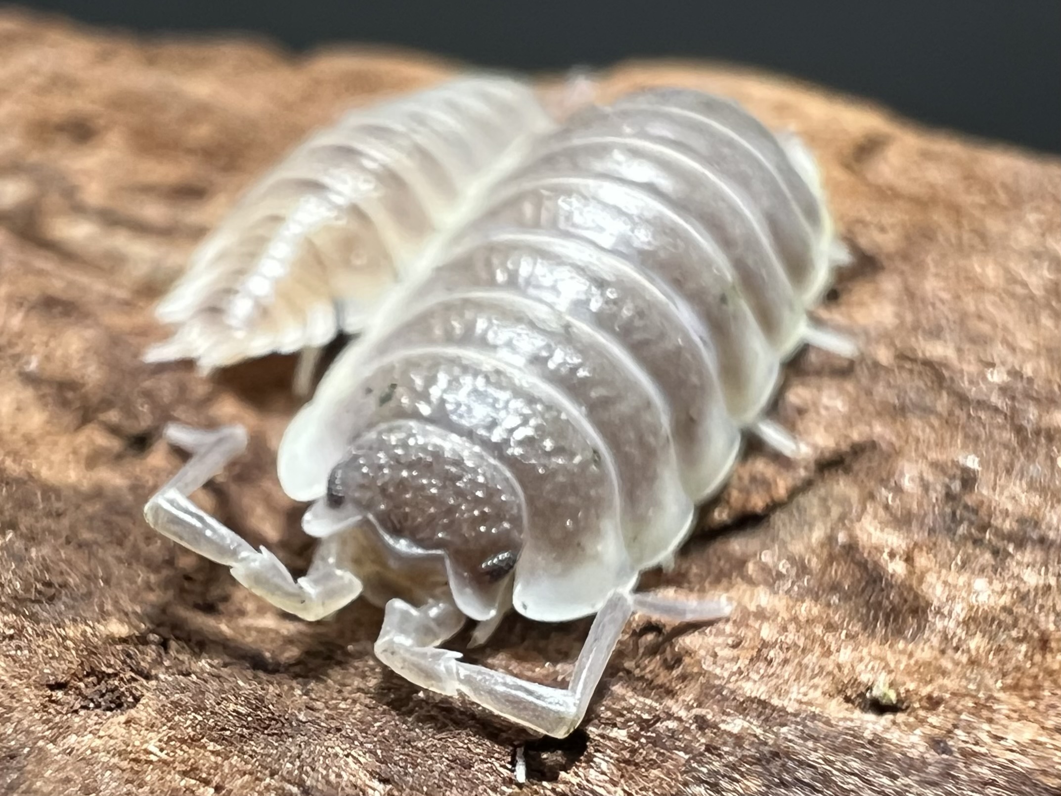 Porcellio sevilla Cream 5 each