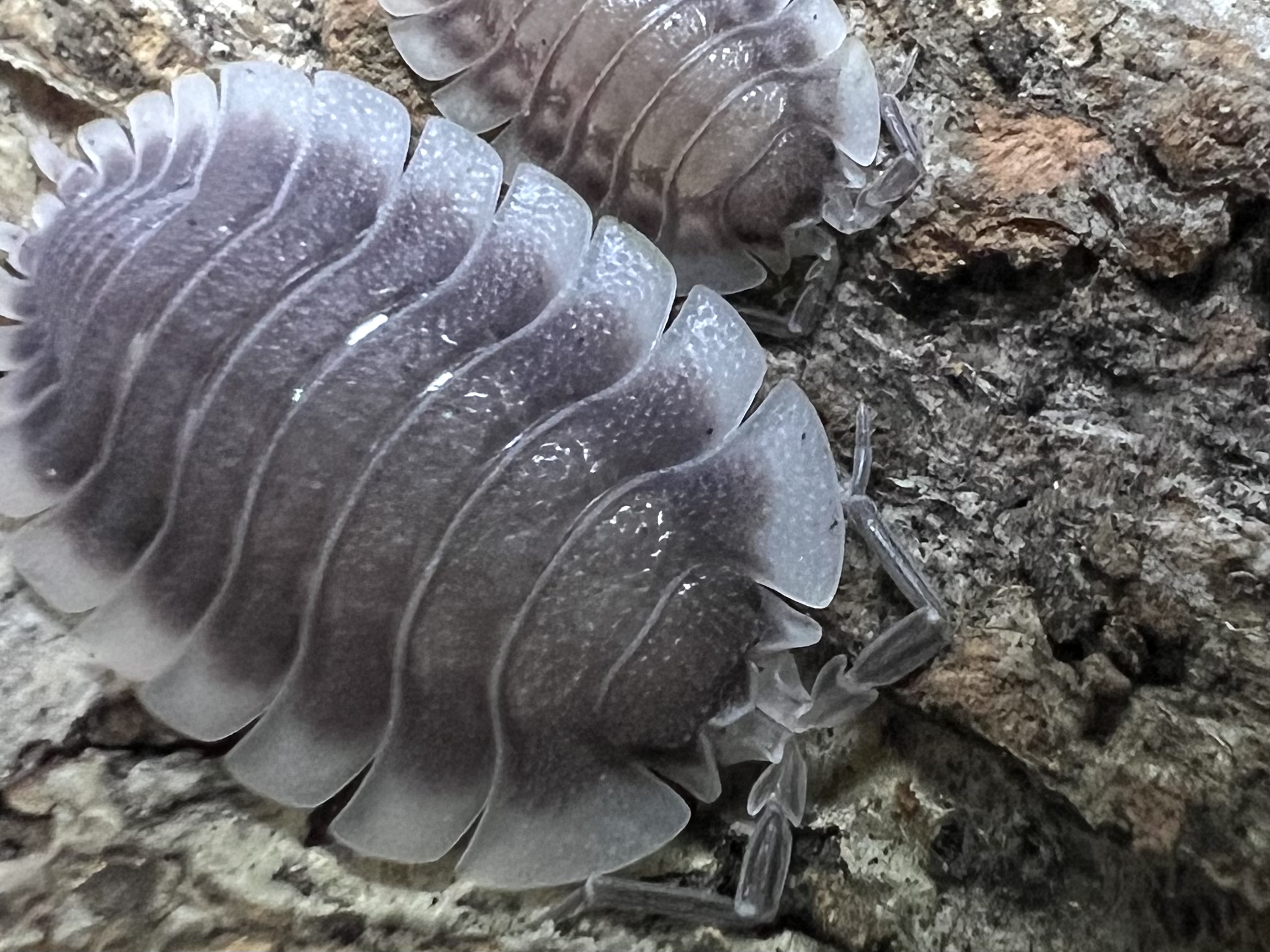 Porcellio werneri set 5 each