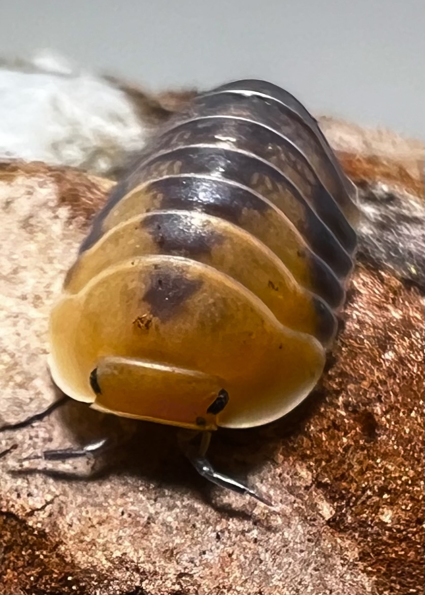 Cubaris sp. siberian tiger 5 each