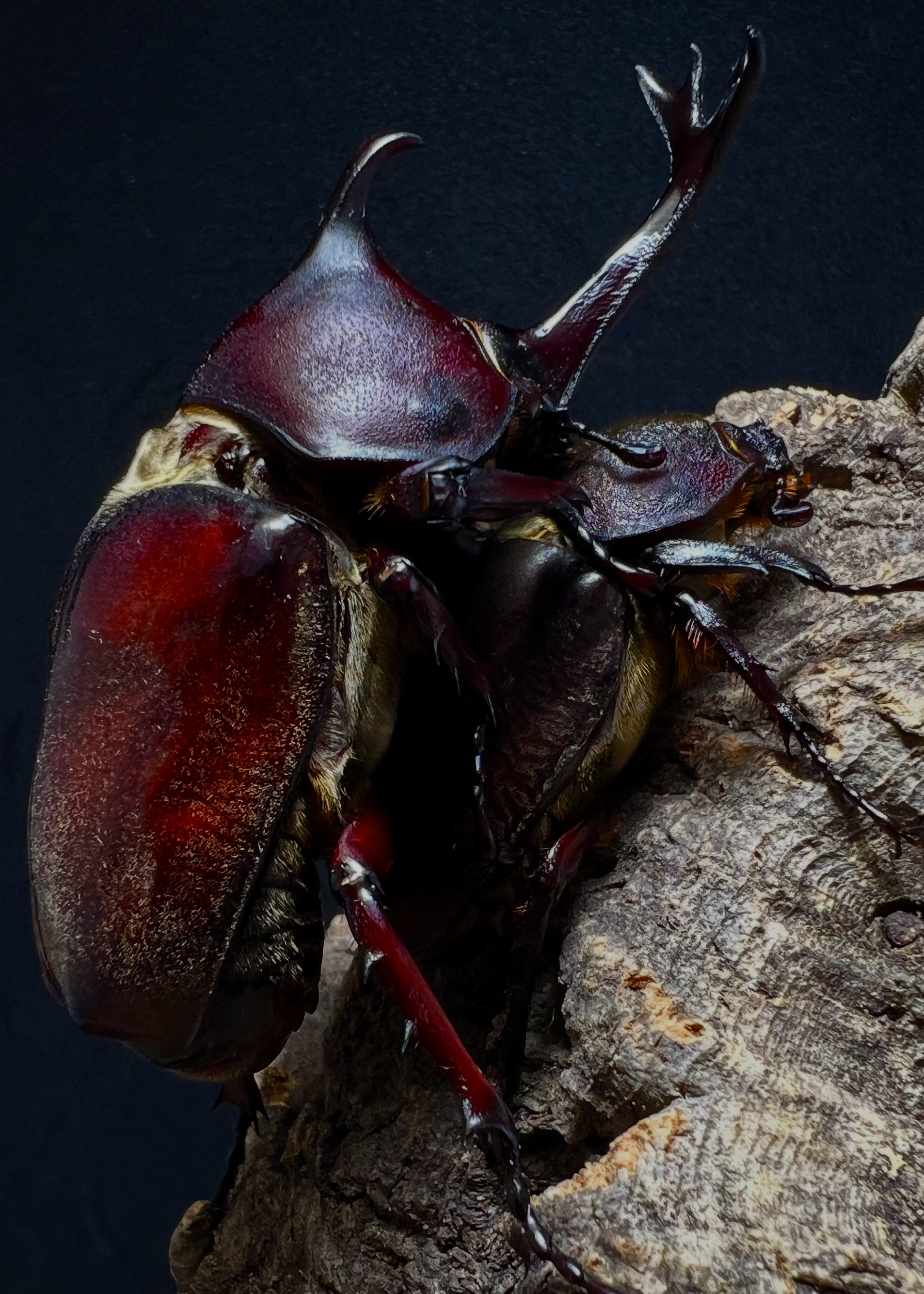 Allomyrina dichotoma tunobosonis Lv.1~2