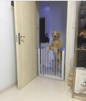 รั้วกั้นเด็ก กั้นบันได ประตู กว้าง 70cm สูง 76 cm (กว้าง75-82cm)- Fence 70x76 cm