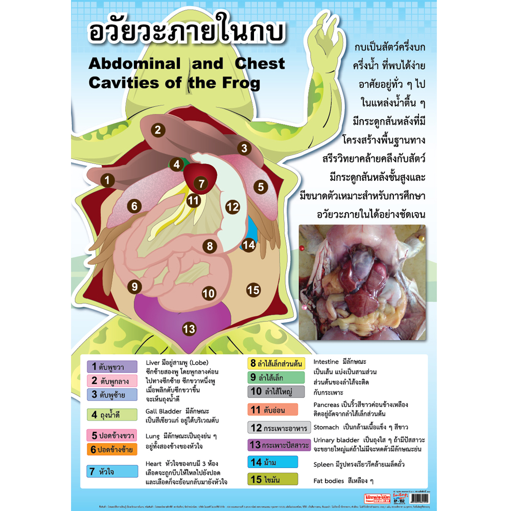 โปสเตอร์ความรู้ อวัยวะภายในกบ EP-152