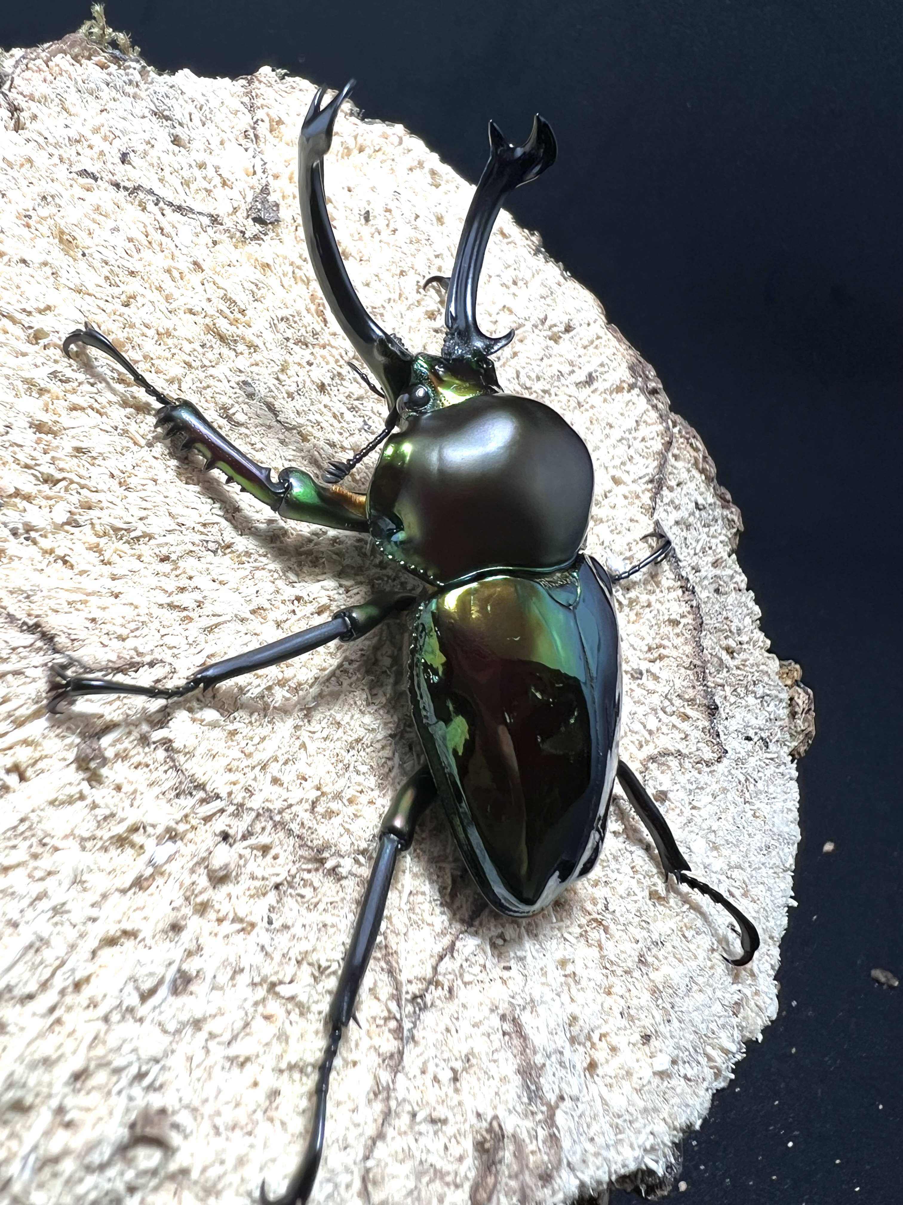 Phalacrognathus muelleri 59 mm.