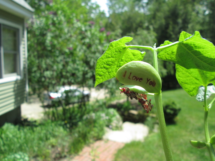 เมล็ดแห่งรัก