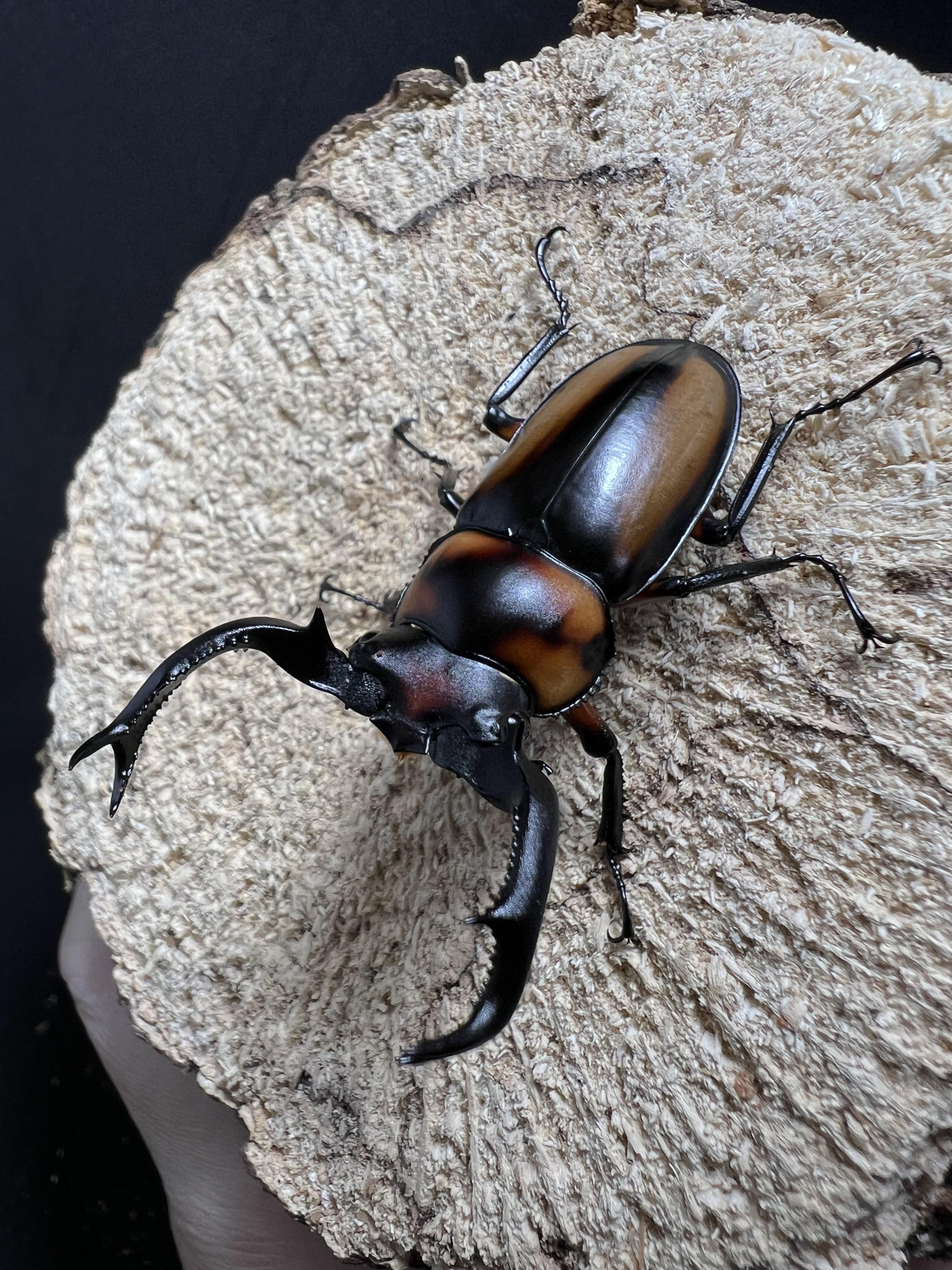 Rhaetulus crenatus speciosus 50mm.