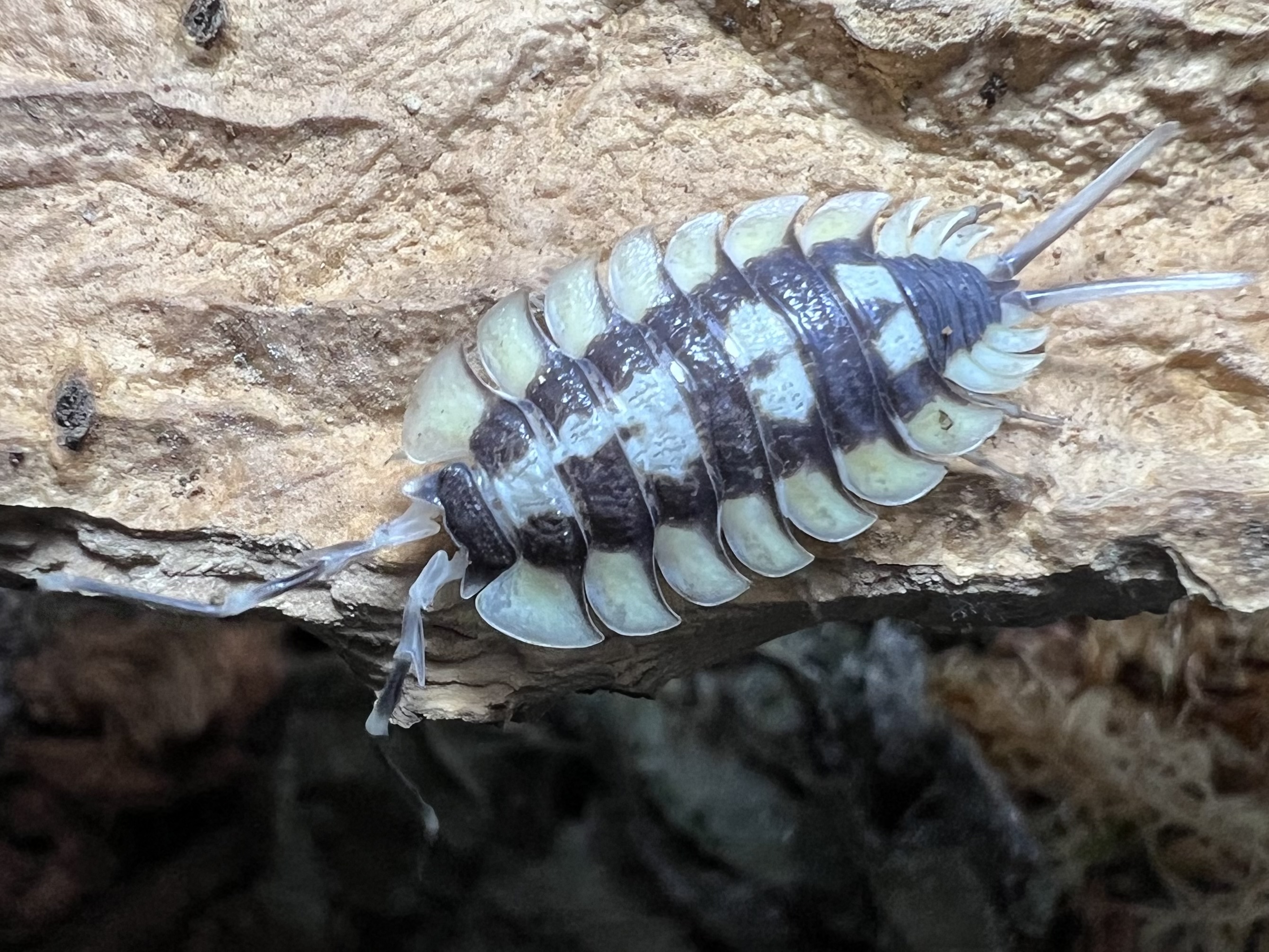 Porcellio expansus Set 5 each