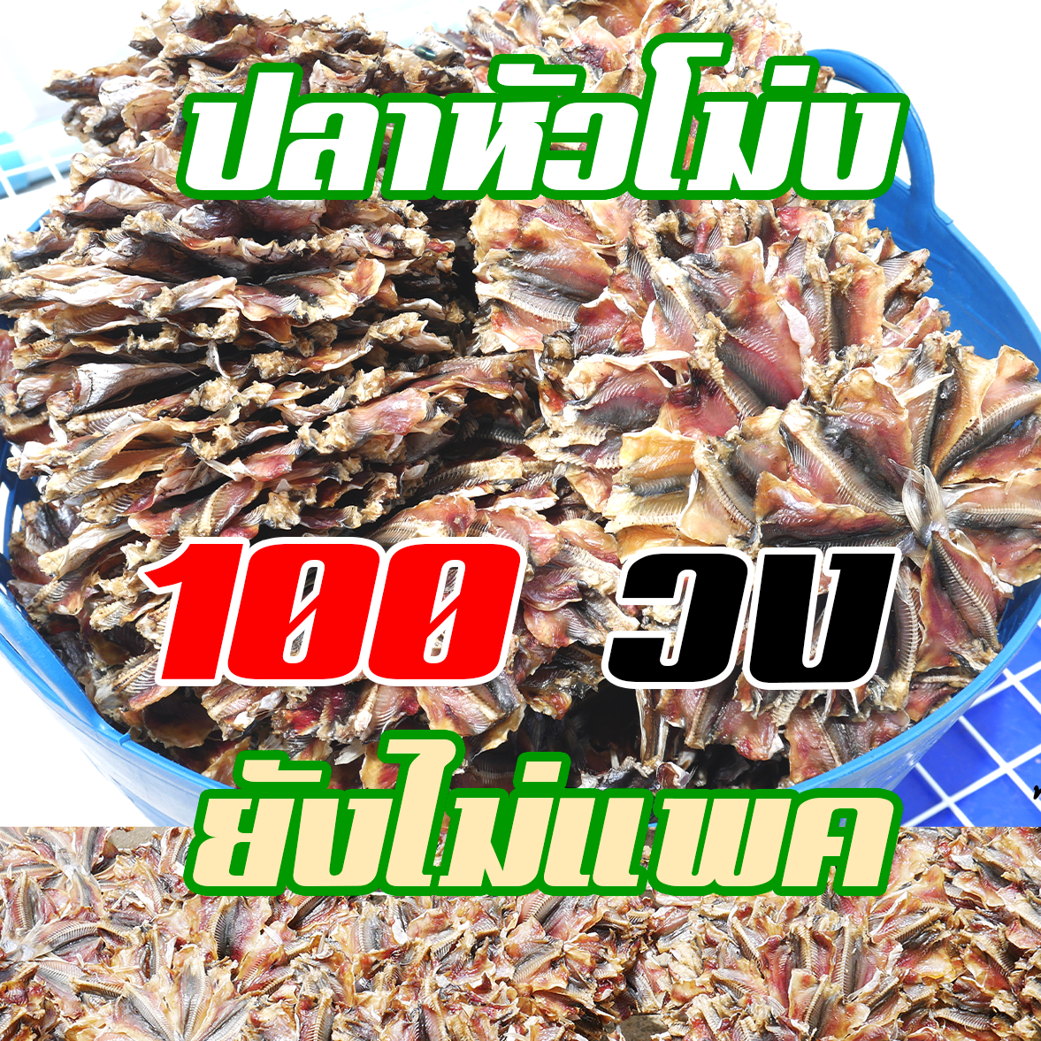 ปลาหัวโม่ง 100 วง ขายส่ง เอาไปแพคเอง