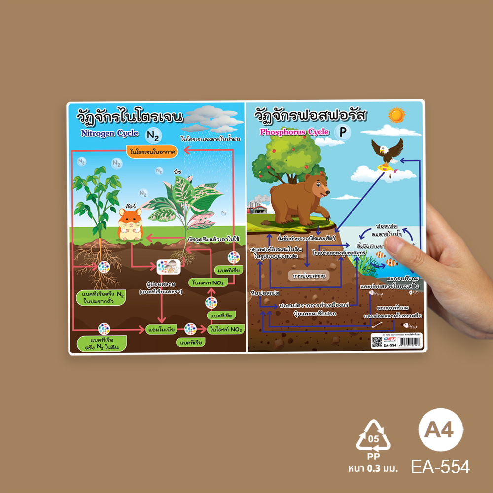 โปสเตอร์ความรู้ ชุดวิทยาศาสตร์ ขนาดA4 EA-554 วัฏจักรไนโตรเจน Nitrogen Cycle