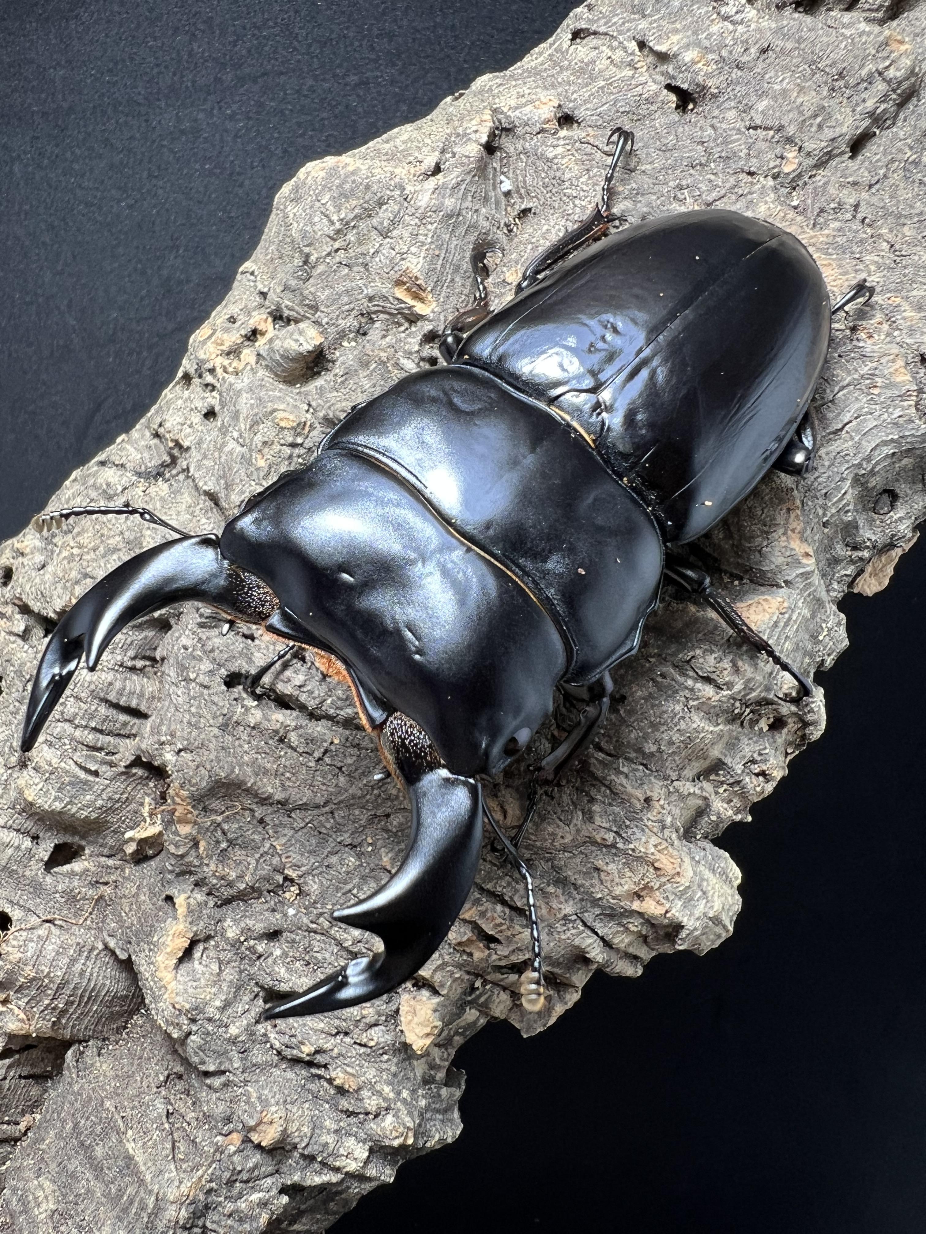 Dorcus antaeus antaeus 85mm.