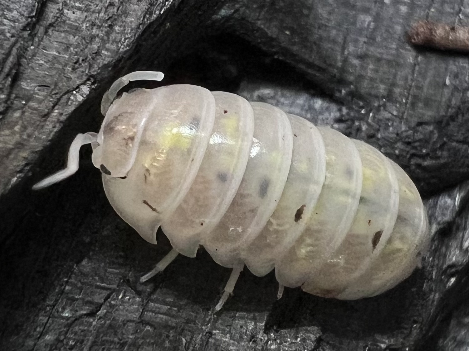 Armadillidium Vulgare “ Magic potion” Set 5 each