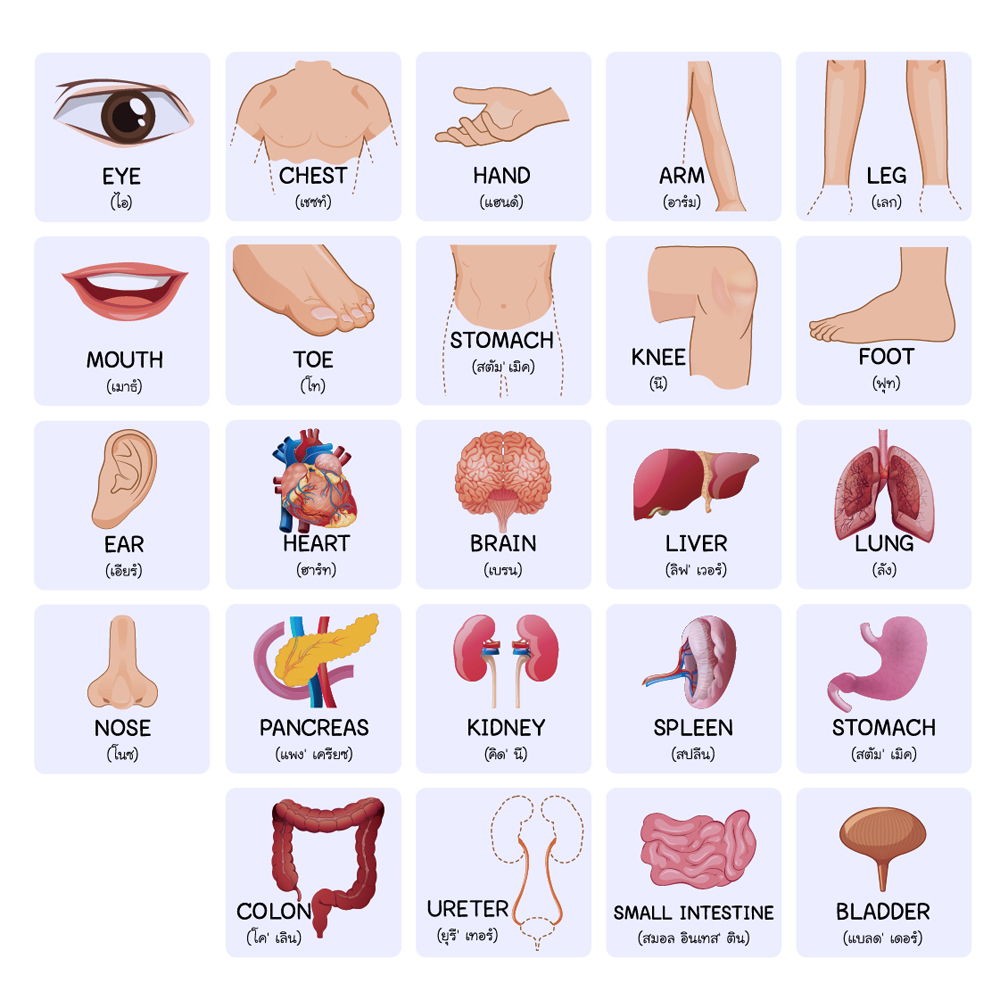 สื่อการสอน ร่างกายของฉัน-อวัยวะของฉัน ET-568
