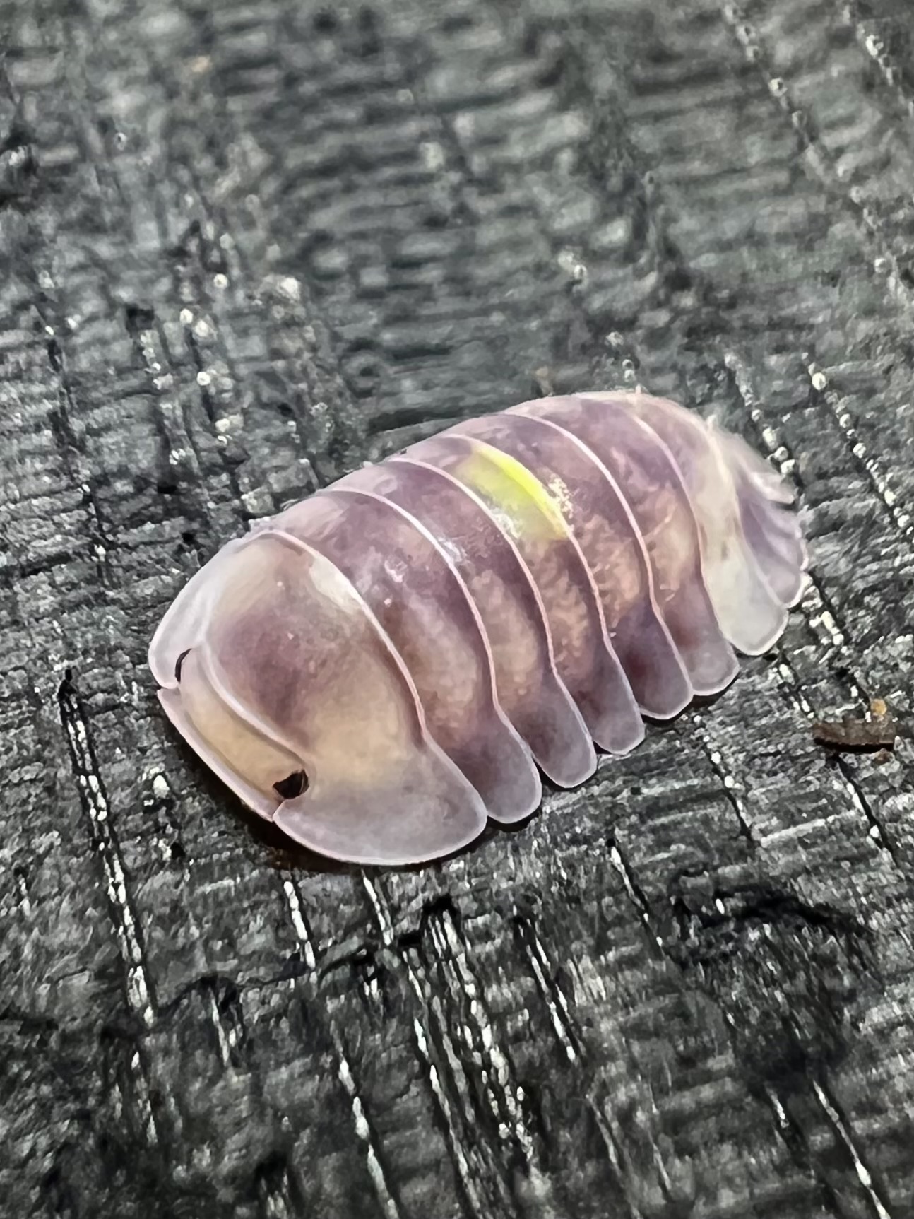 Cubaris sp. amber firefly ' Lcf ' 5 each