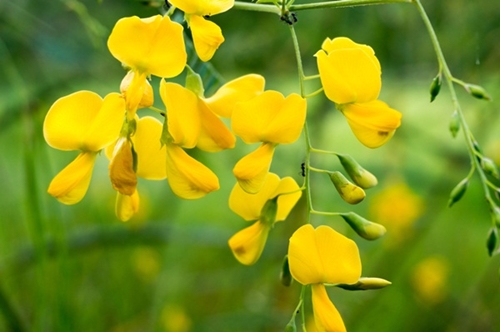เมล็ดพันธุ์ต้นดอกโสนเกษตร