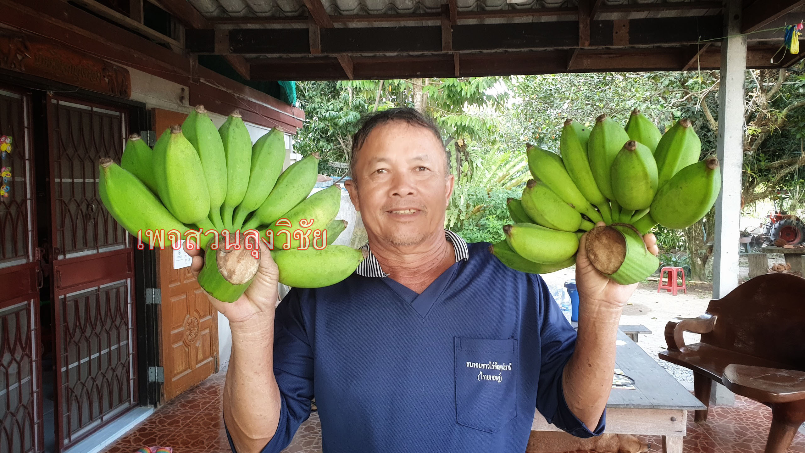 หน่อกล้วยน้ำหว้าทะลิอ่องยักษ์โบราณ 4 หน่อ ส่งฟรีทั่วไทย