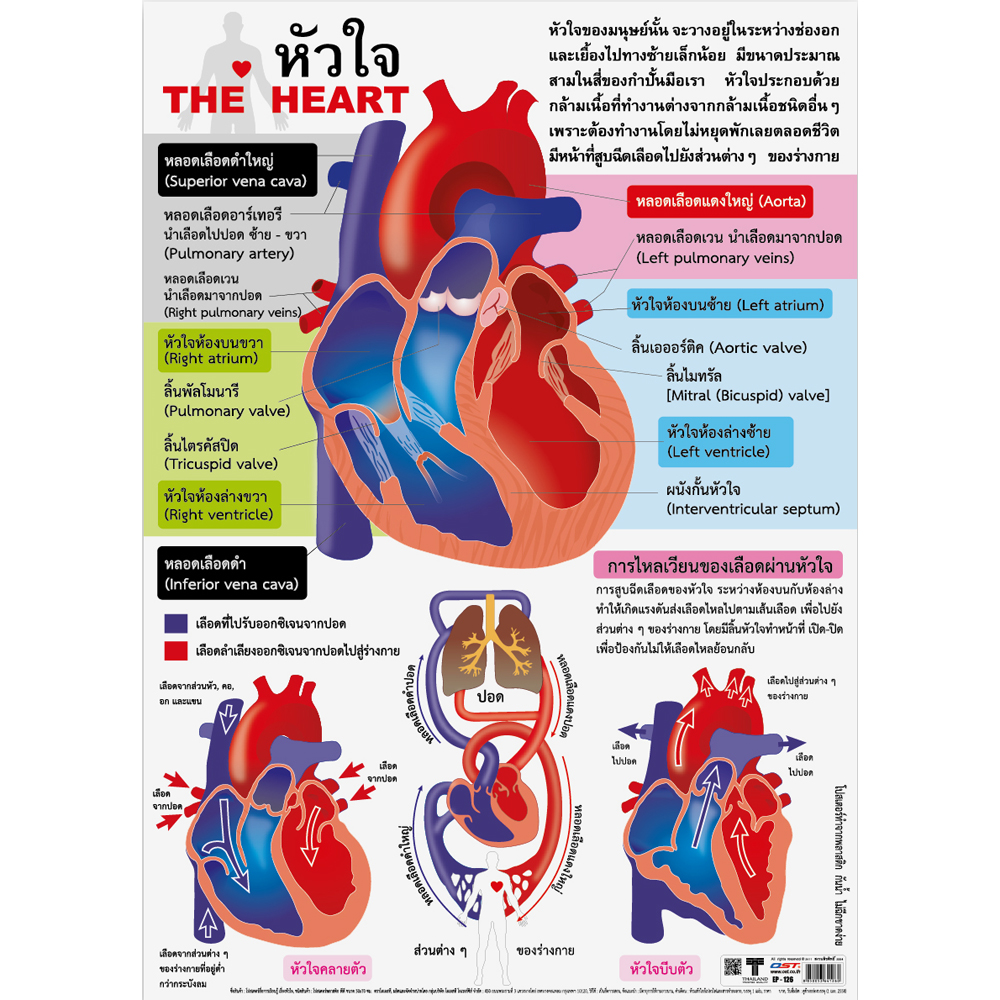 Human Heart Diagram Educational Posters No.126