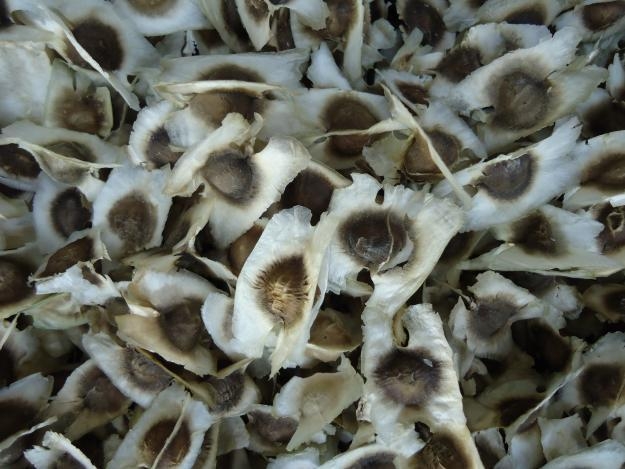 เมล็ดมะรุมแห้งคัดเกรด 1 กิโลกรัม.