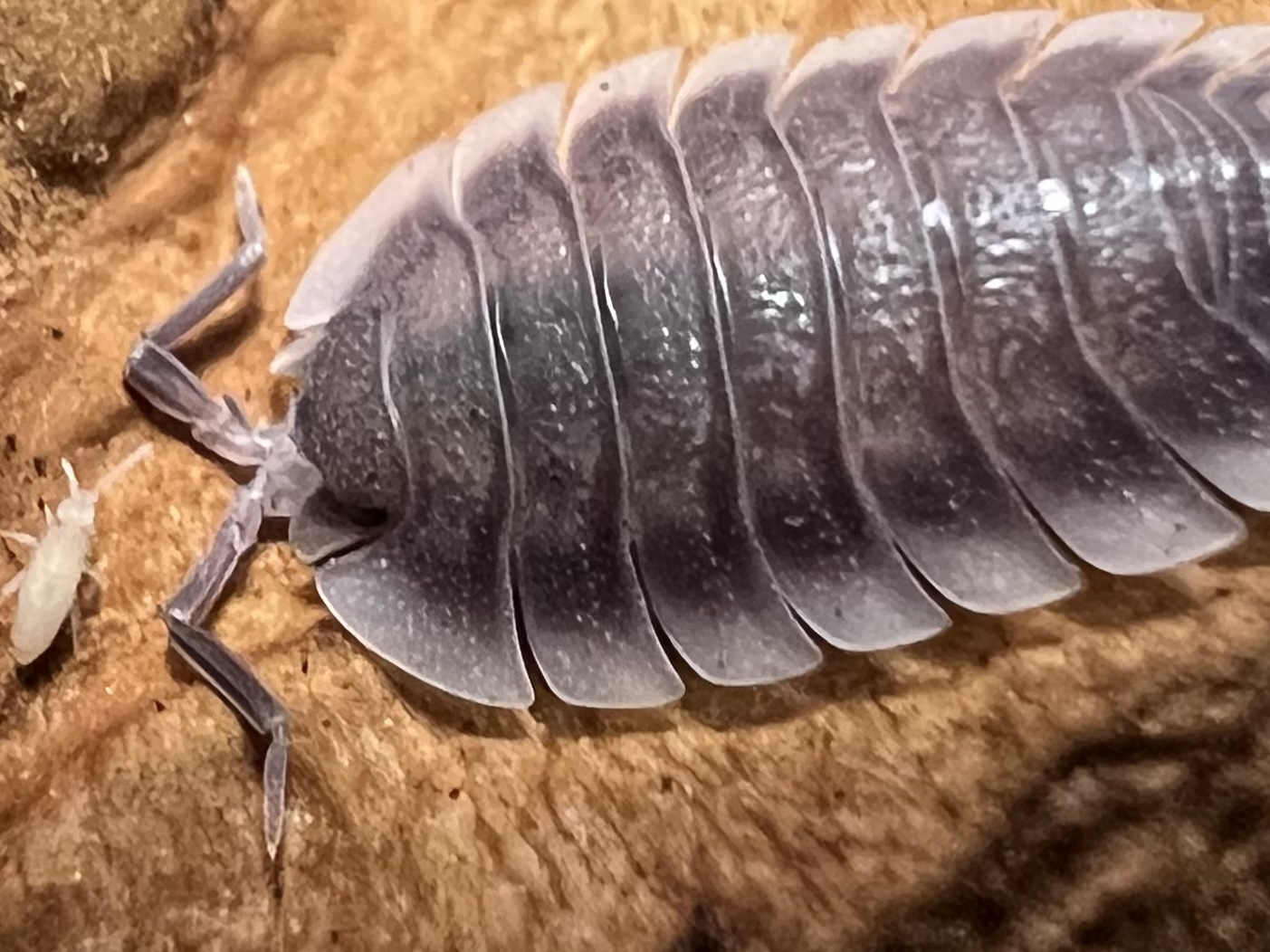 Porcellio werneri set 5 each