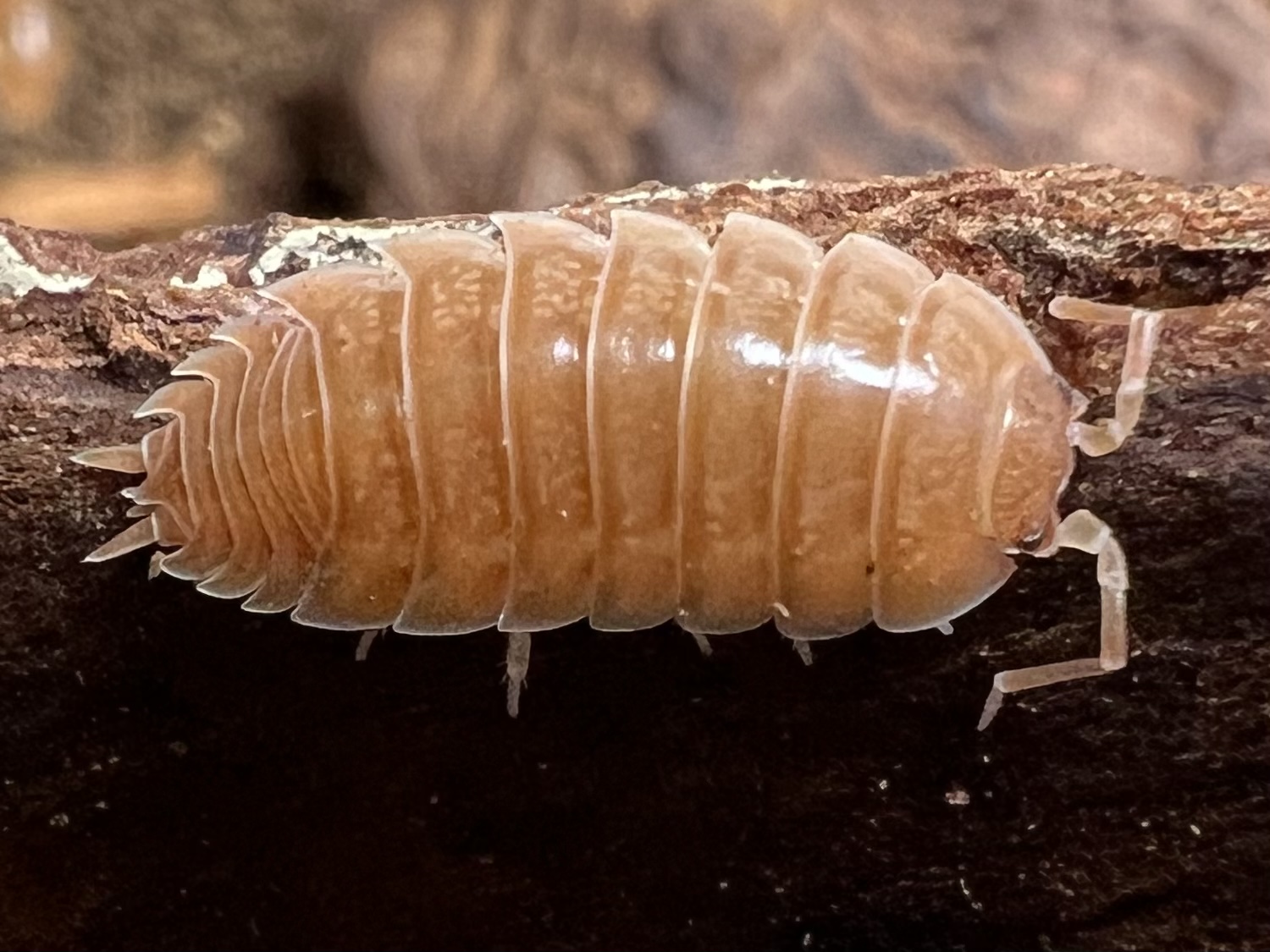 Porcellio laevis “Giant Orange” set 10each