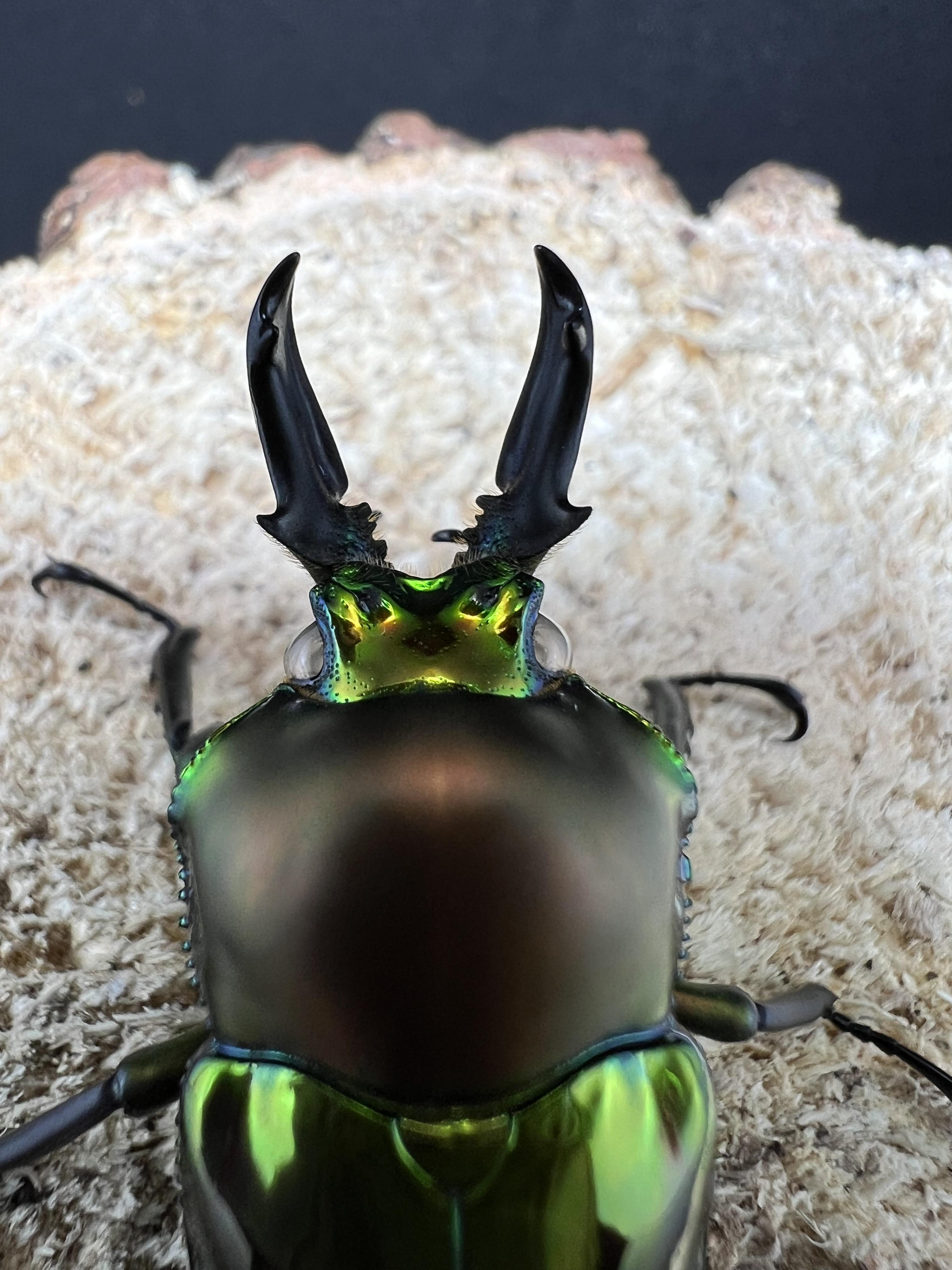 Phalacrognathus muelleri (White Eyes)