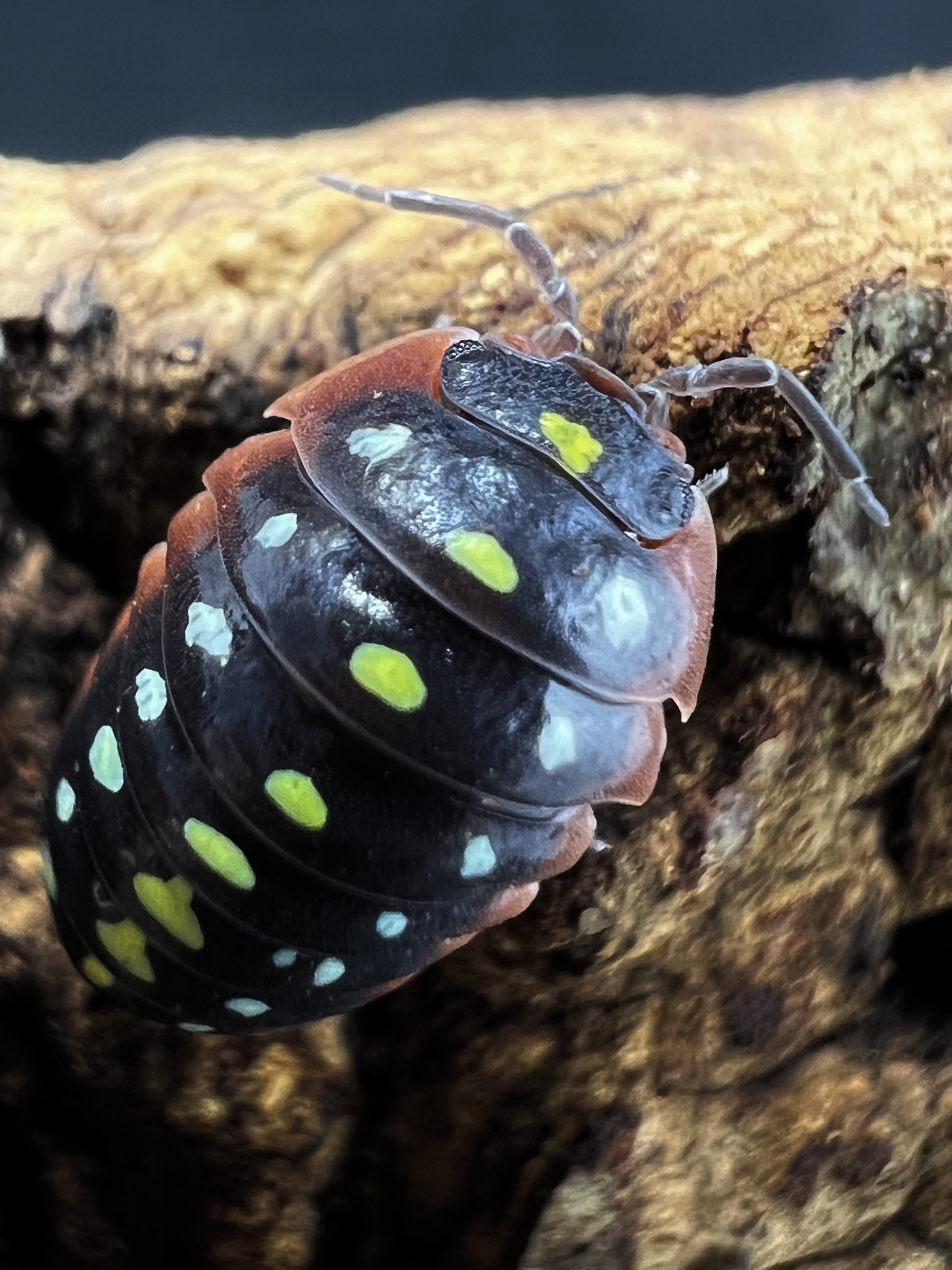 Armadillidium klugii montenegro Set 5 each