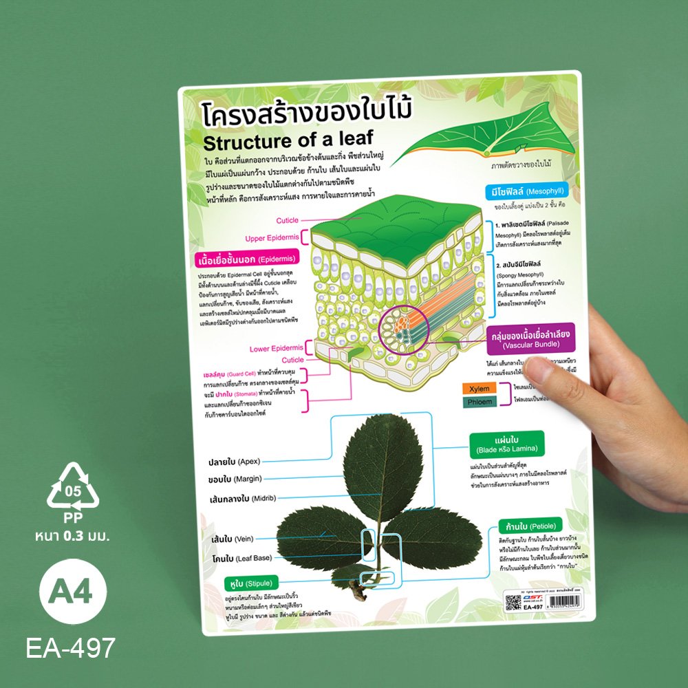 โปสเตอร์ความรู้ เรื่องพืช ขนาด A4 EA-500 โครงสร้างของใบไม้