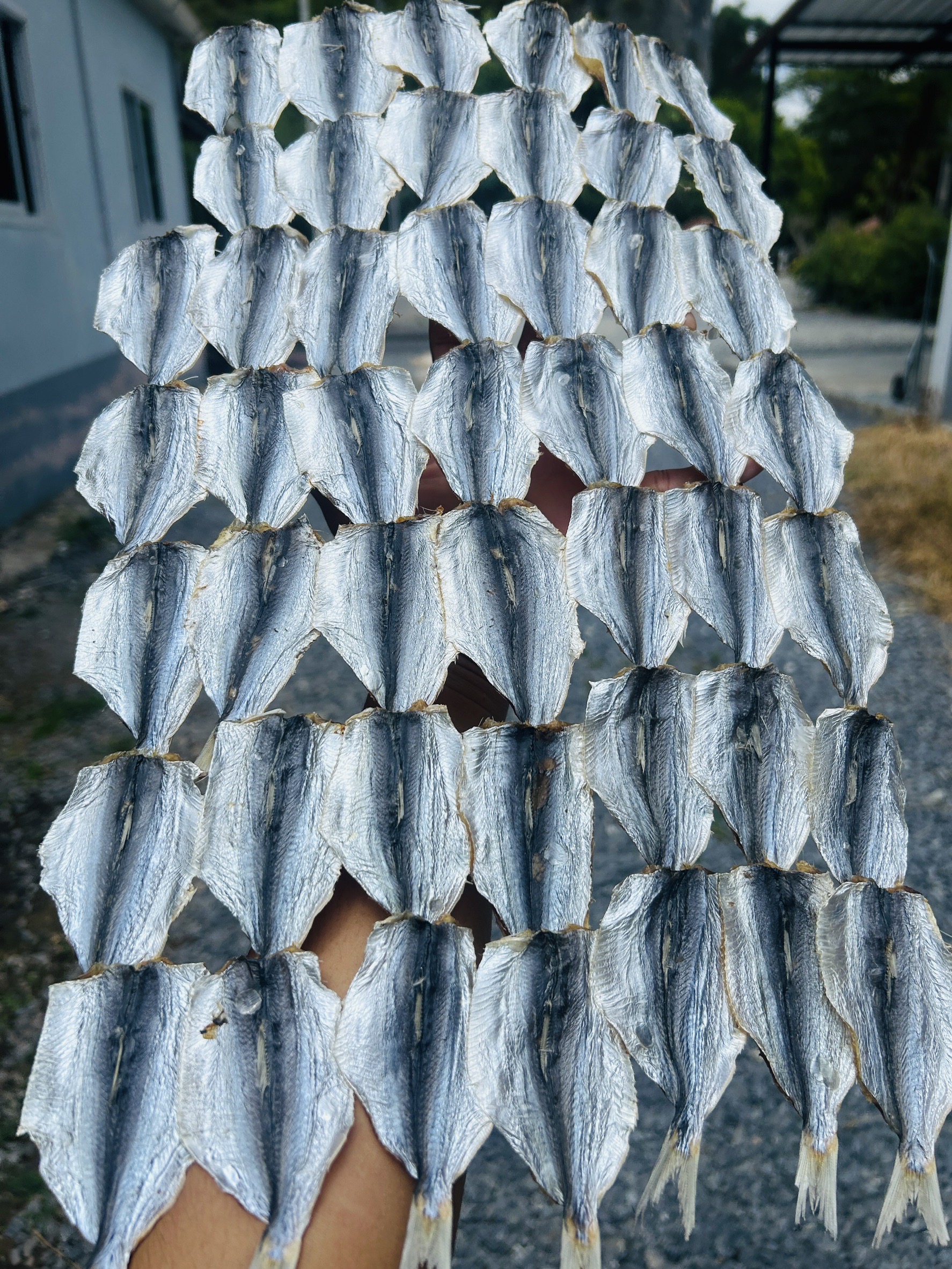 ปลาหลังเขียว ขายส่ง 5โล