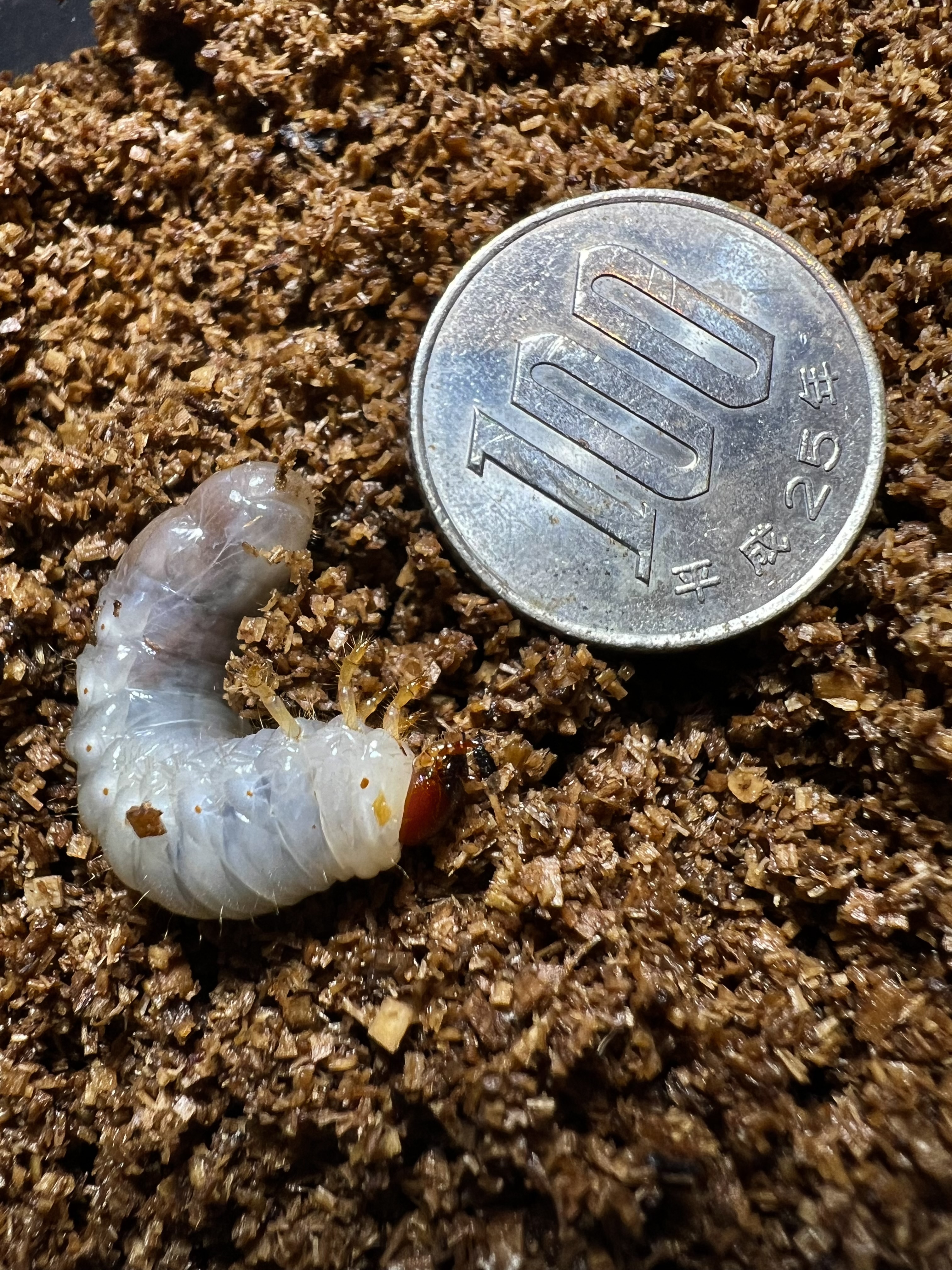 Chalcosoma chiron belangeri Lv.1~2