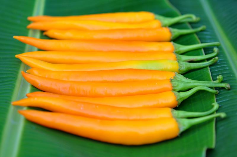 เมล็ดพันธุ์ พริกเหลือง
