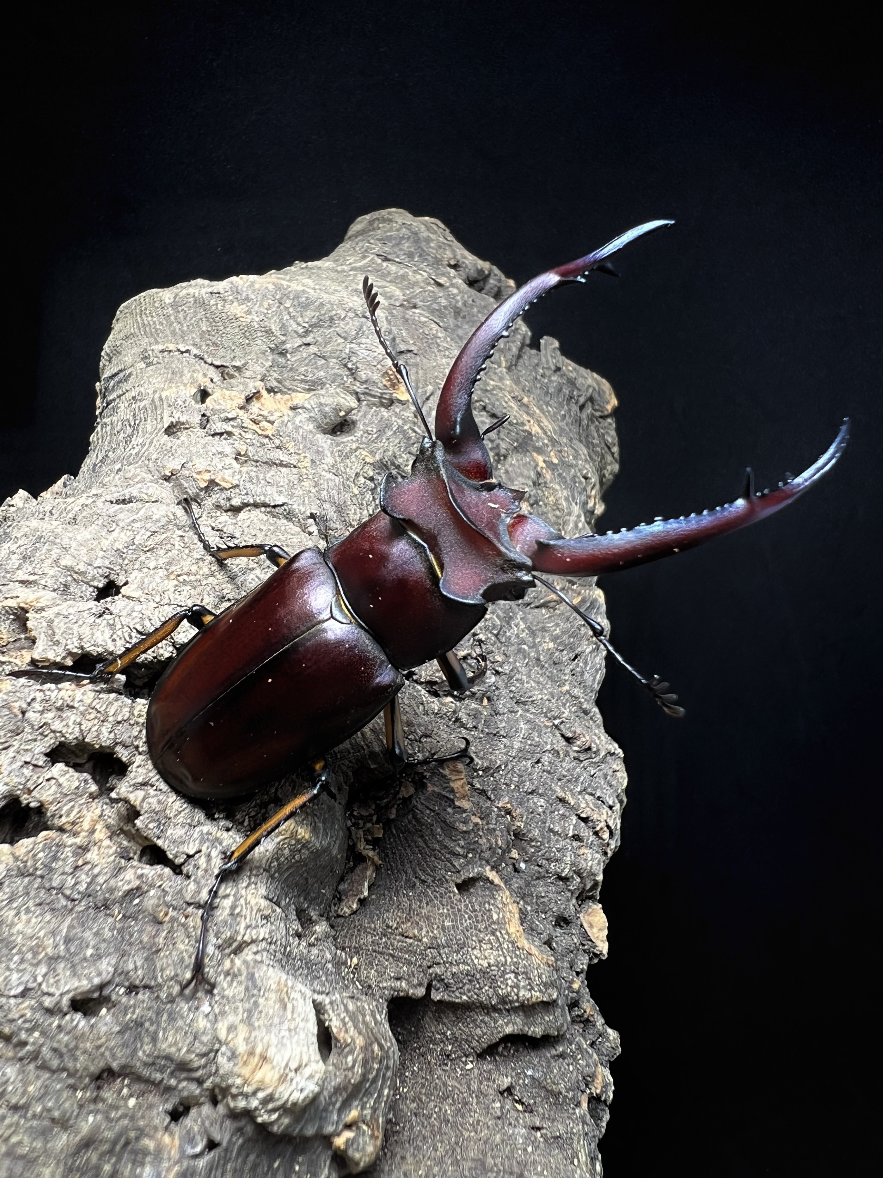 Lucanus angusticornis 66 mm. Pair