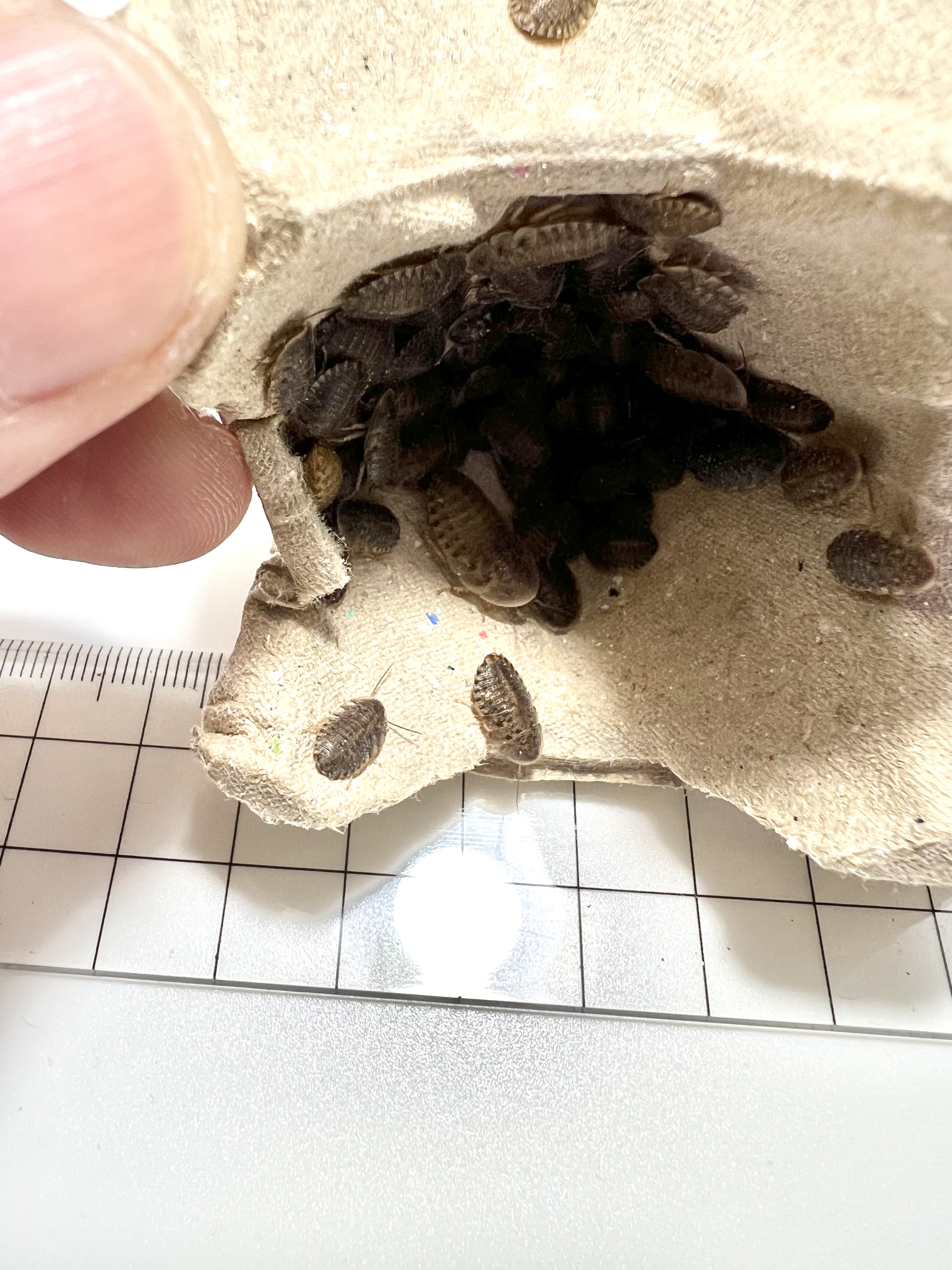 Blaptica dubia 5~10mm. 1 cup