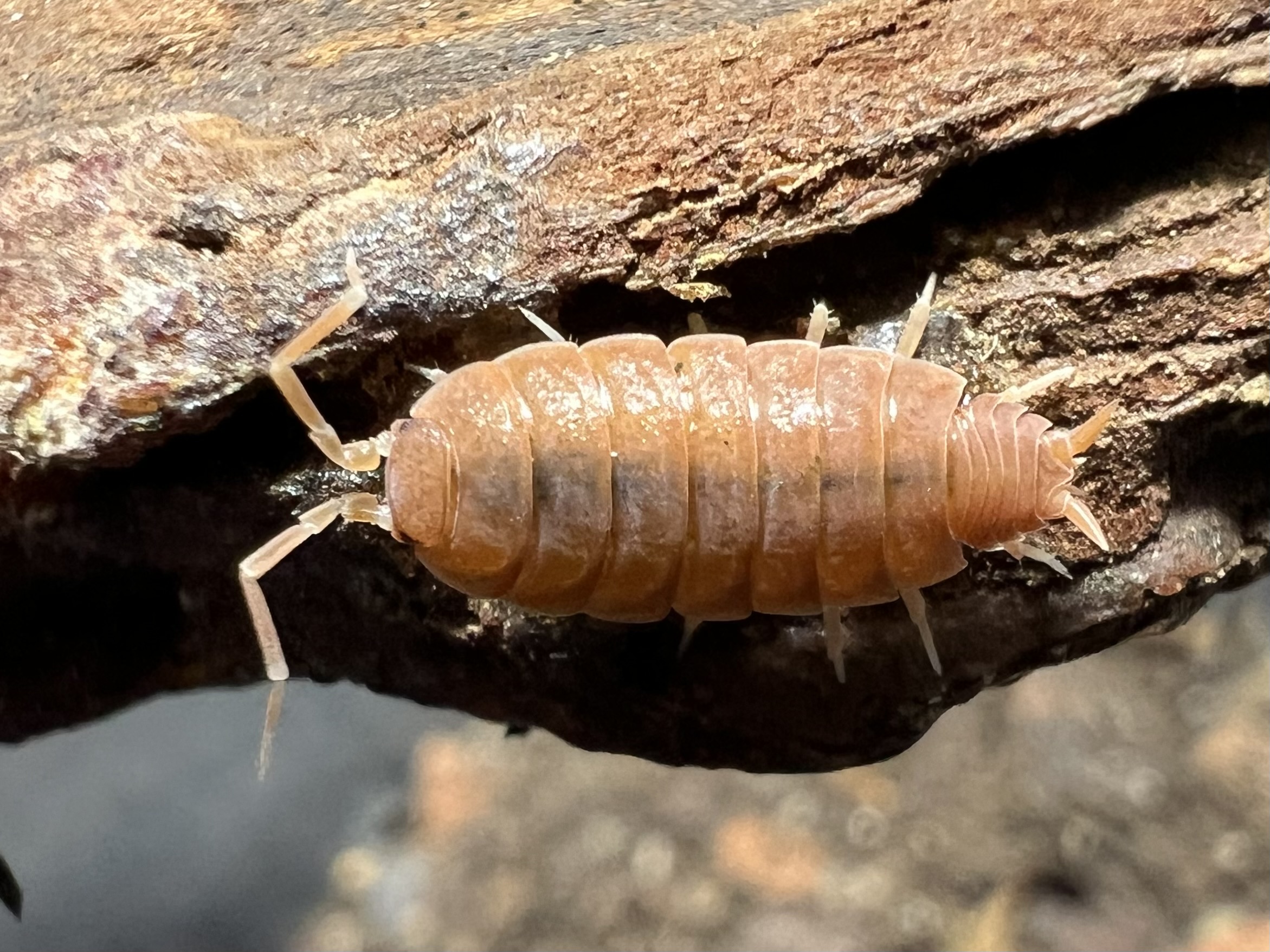 Porcellionides pruinosus "Powder orange" 10 each
