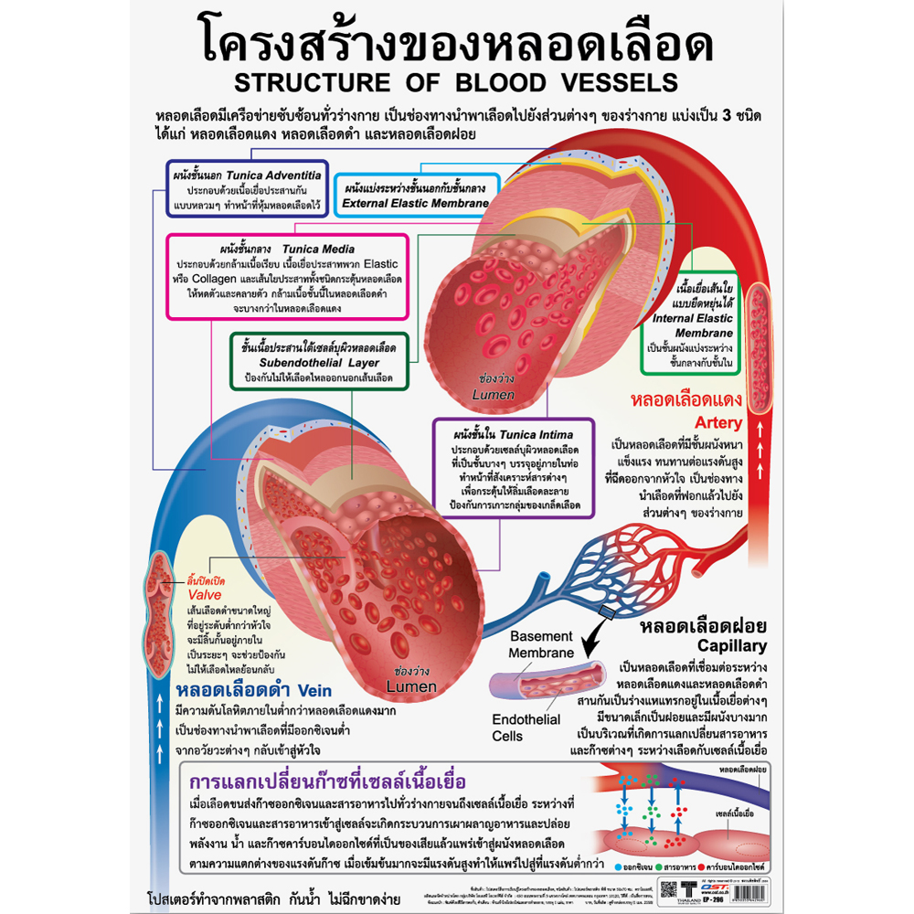 Structure of Blood Vessels Educational Posters No.296