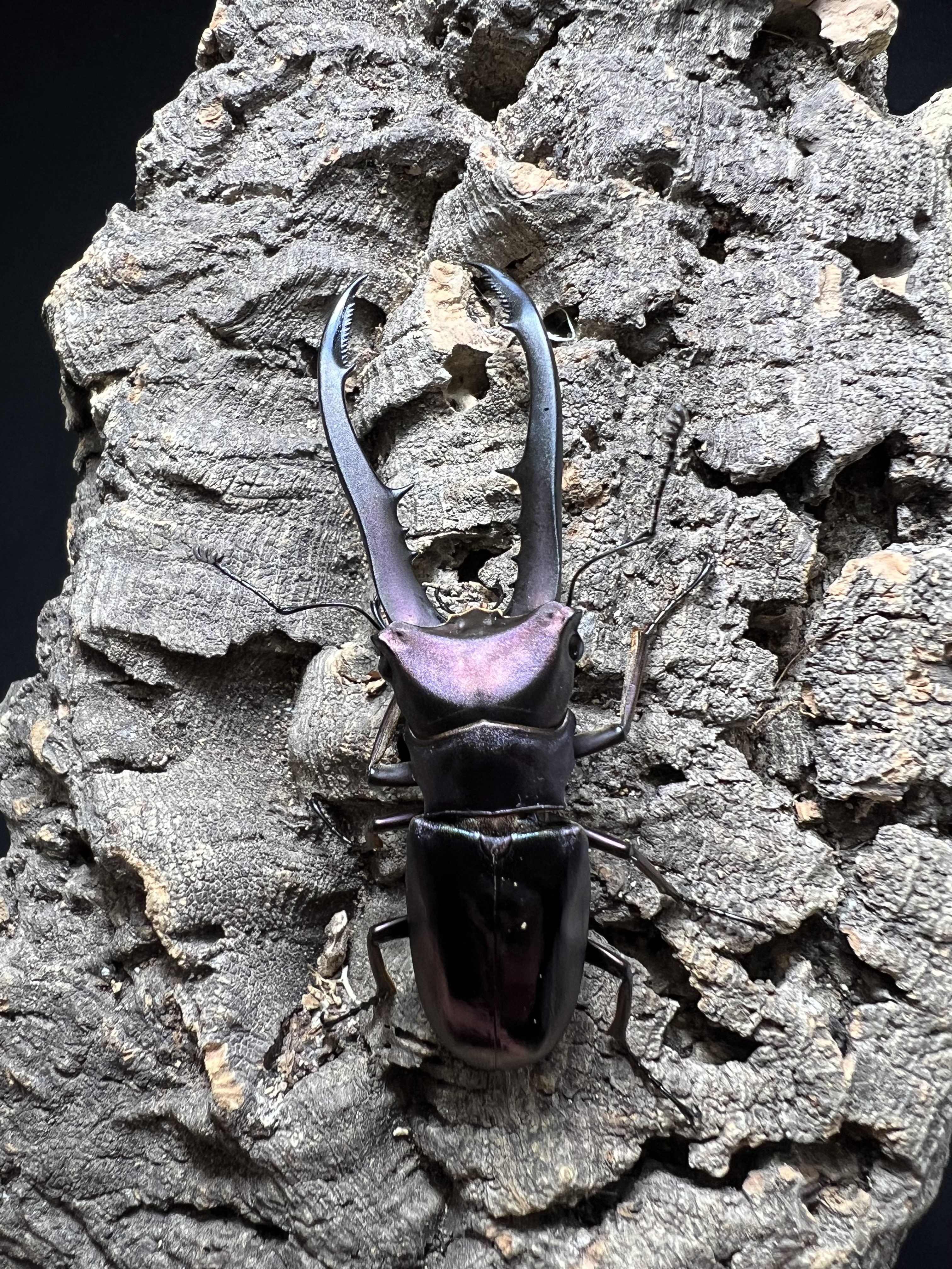 Cyclommatus metallifer 61 mm.