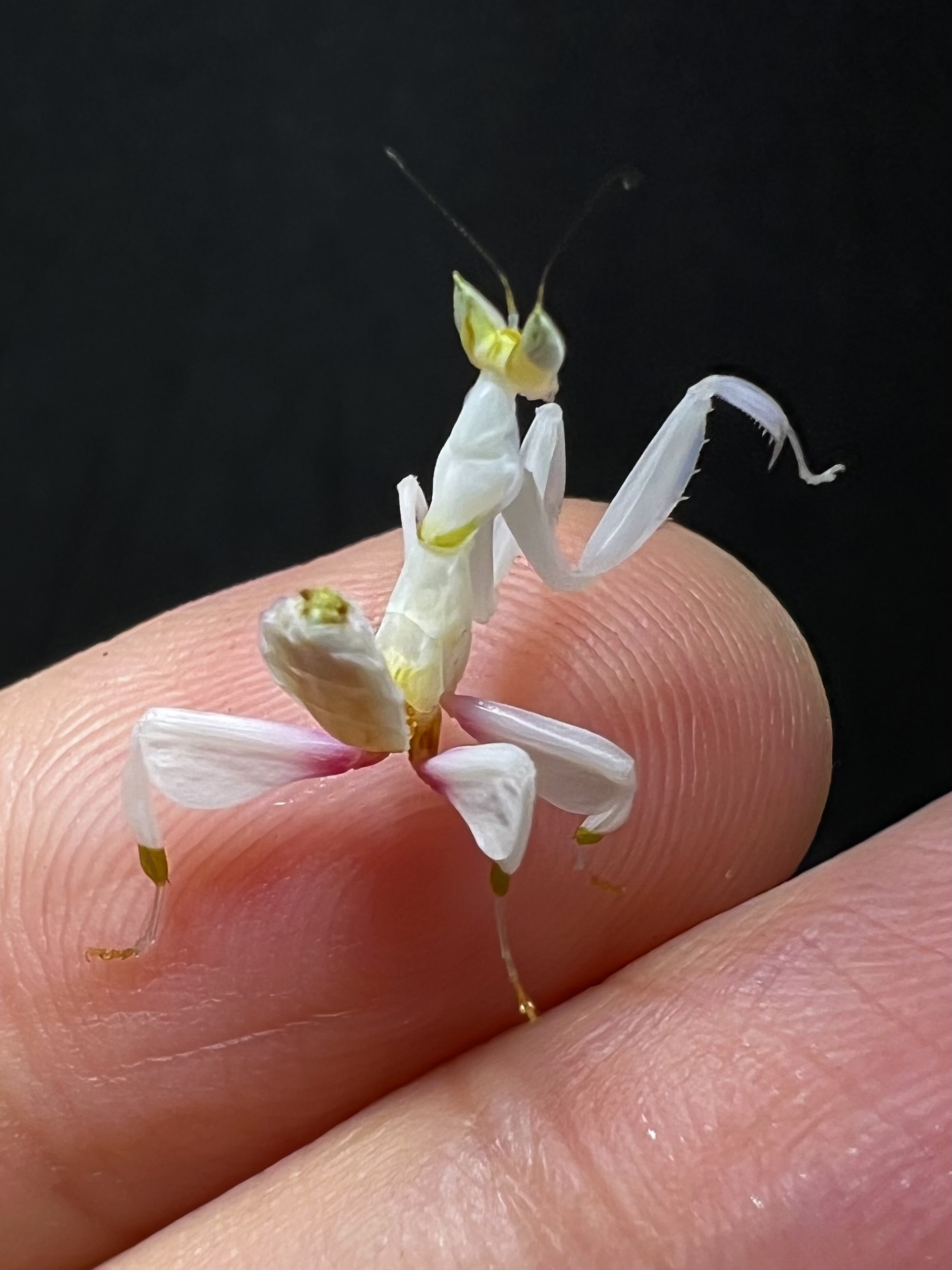 Hymenopus coronatus Lv.2~3