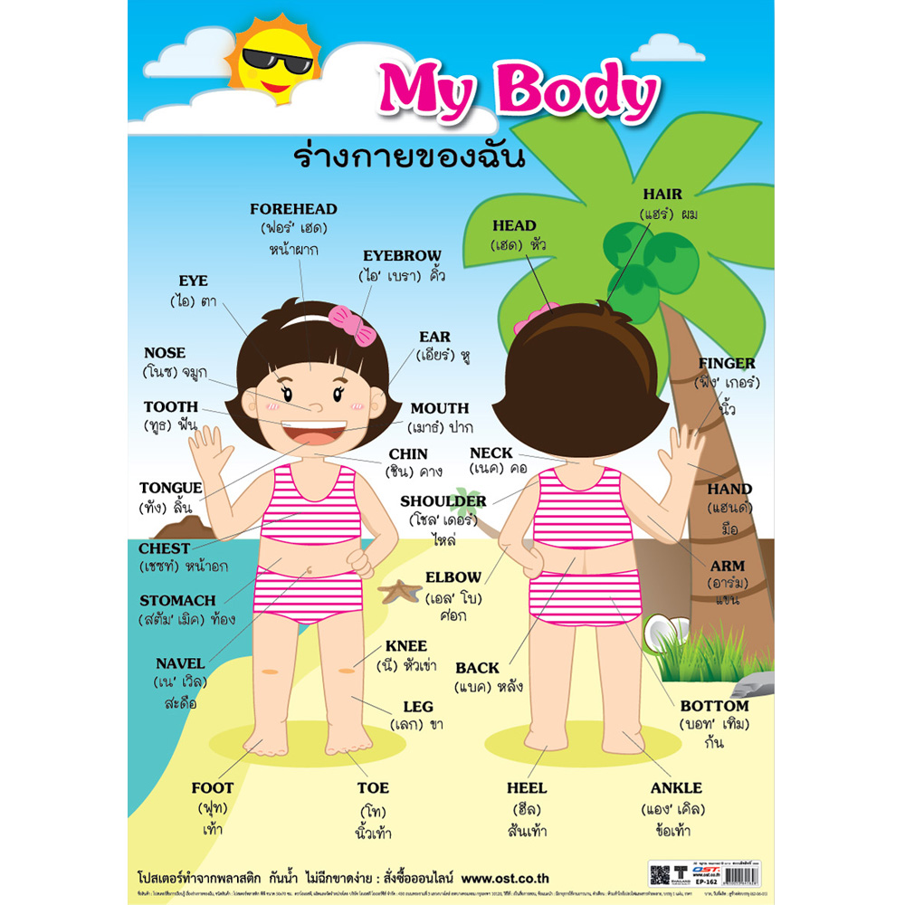 โปสเตอร์ความรู้ คำศัพท์ My Body ร่างกายของฉัน (หญิง) EP-162