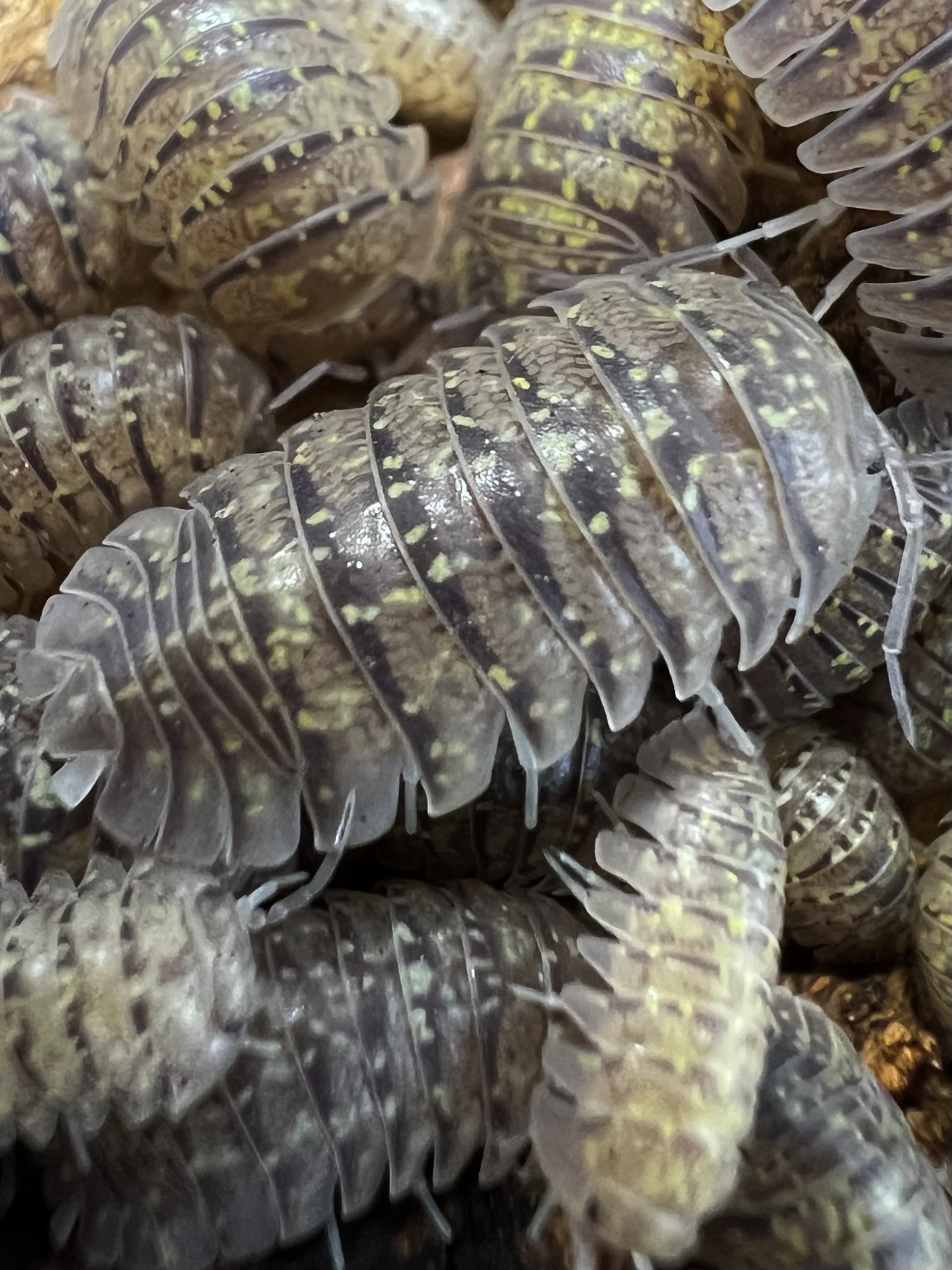 Armadillidium ameglioi DCF. 5 each