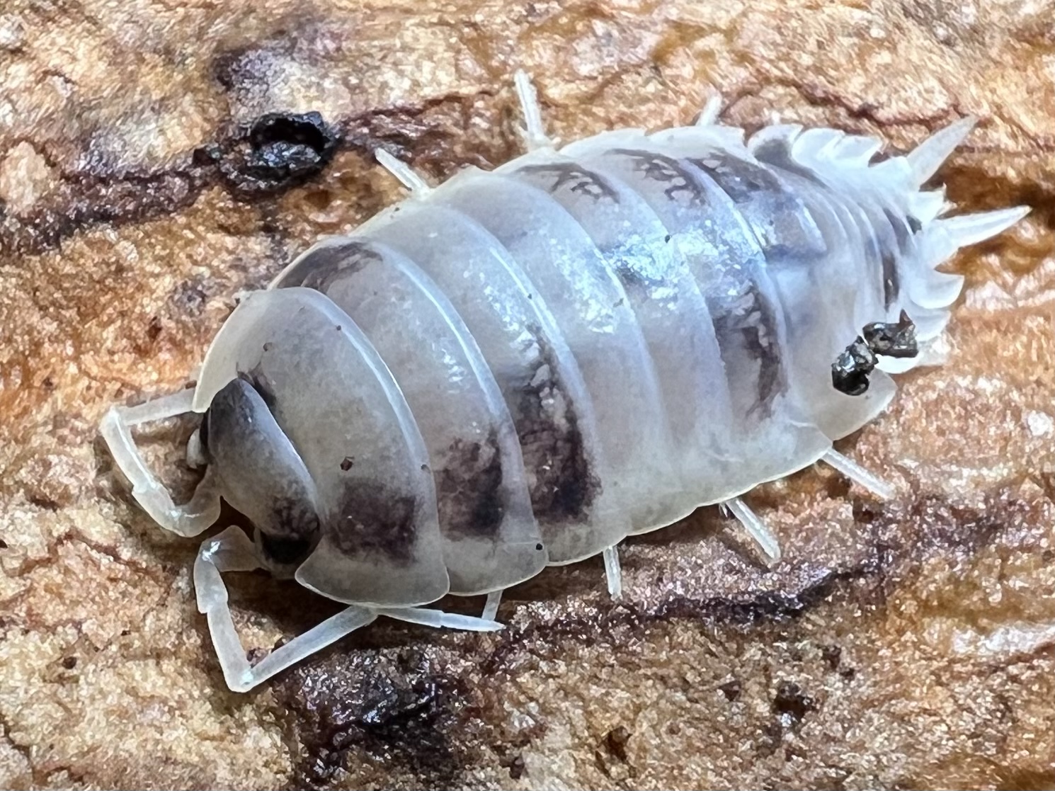 Porcellio laevis “Dairy cow” Set 10 each