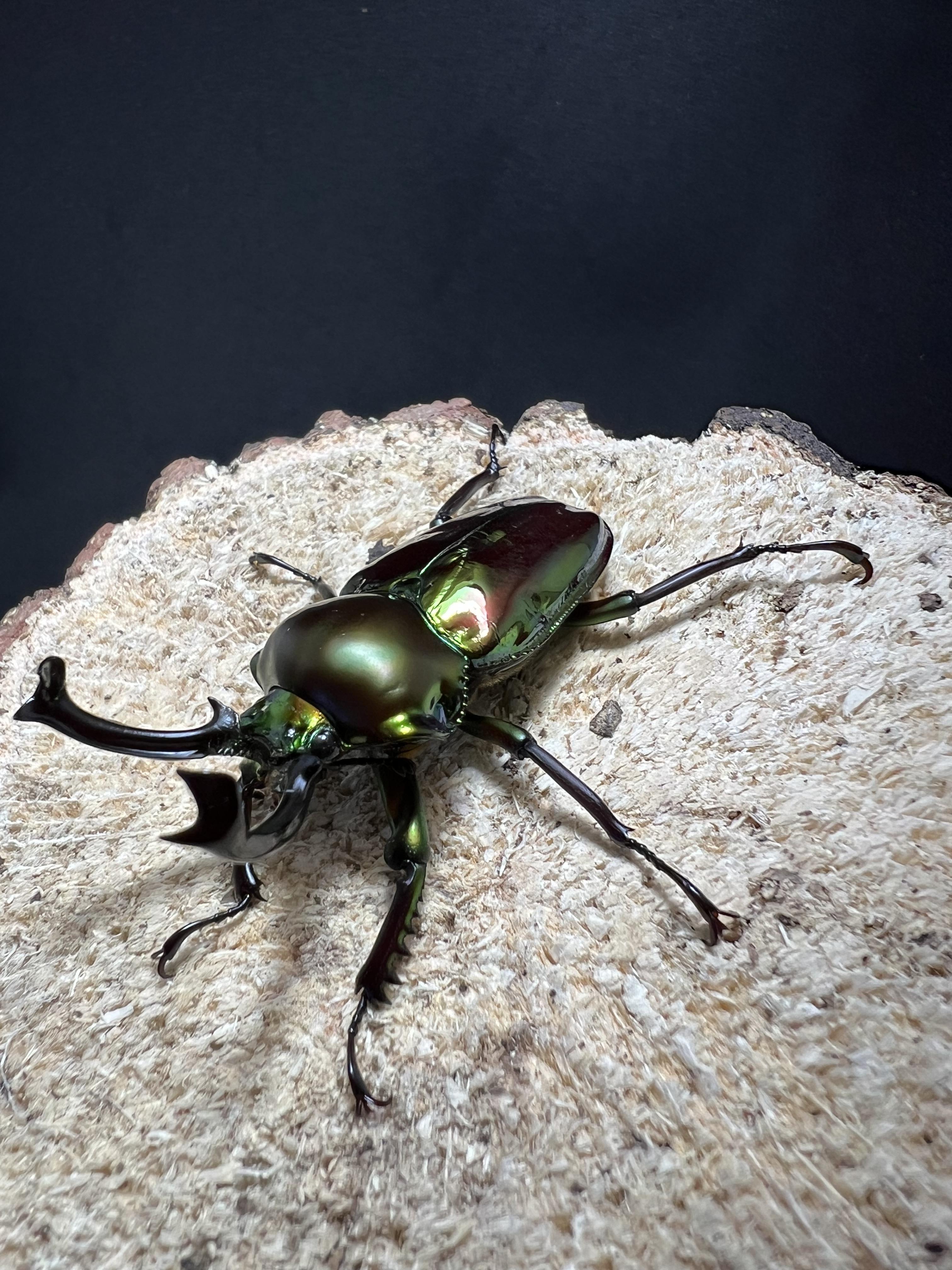 Phalacrognathus muelleri 52 mm.