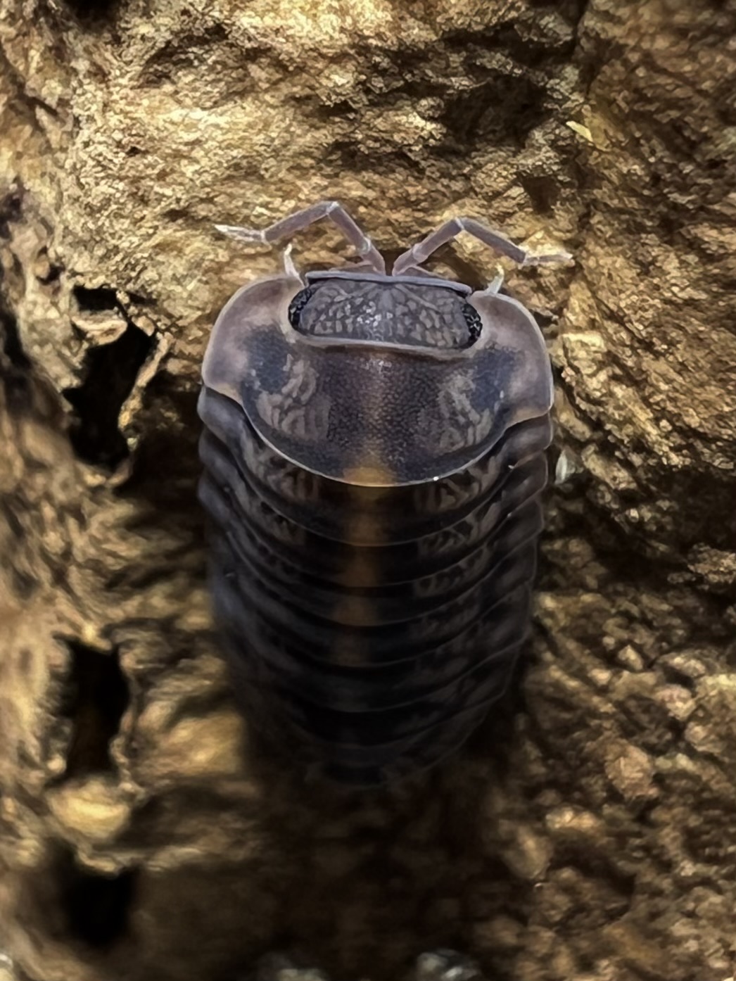 Cubaris sp. platin ‘Tung Song’ 5 each