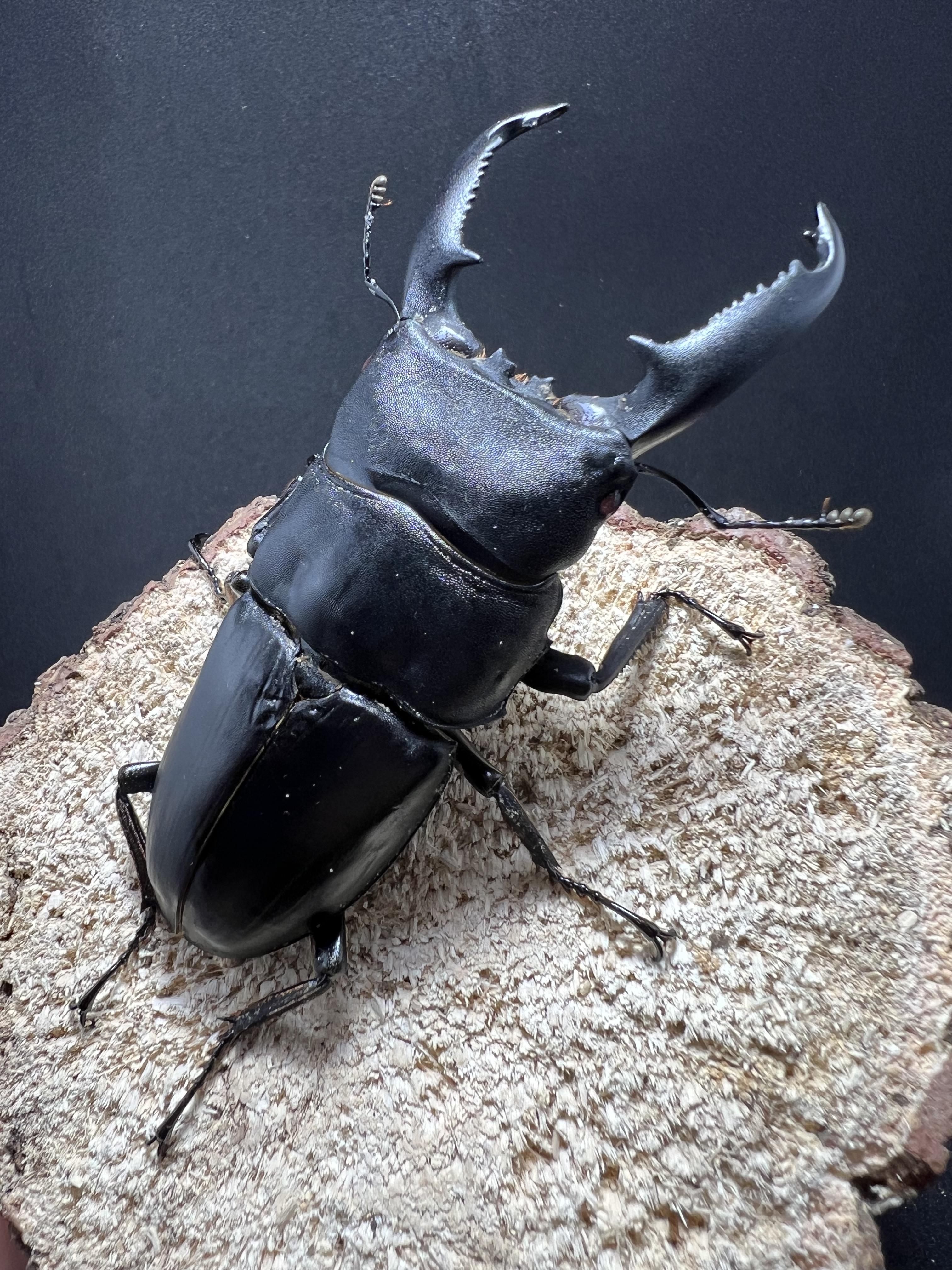 Dorcus titanus palawanicus 93mm.