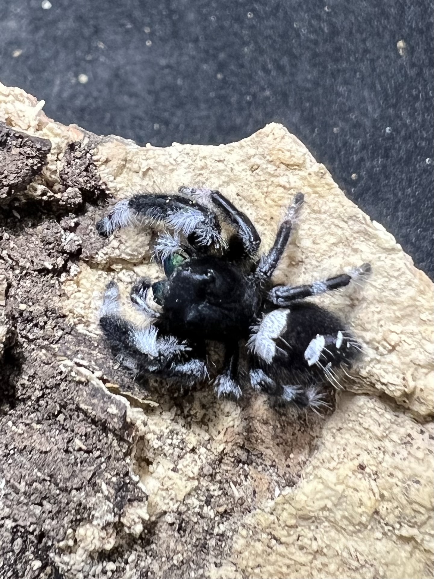 Phidippus regius everglades male