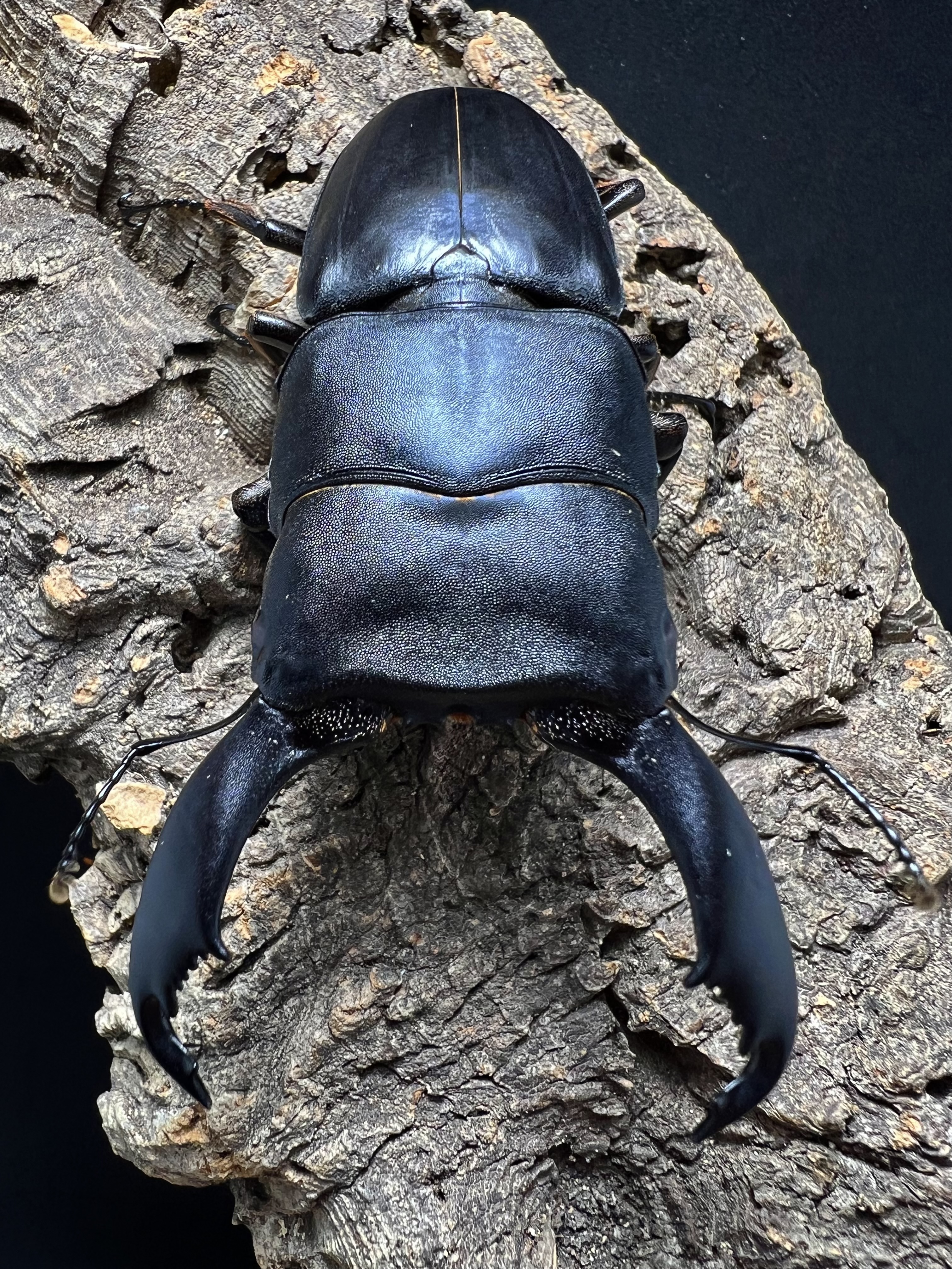 Dorcus titanus typhon 80mm.