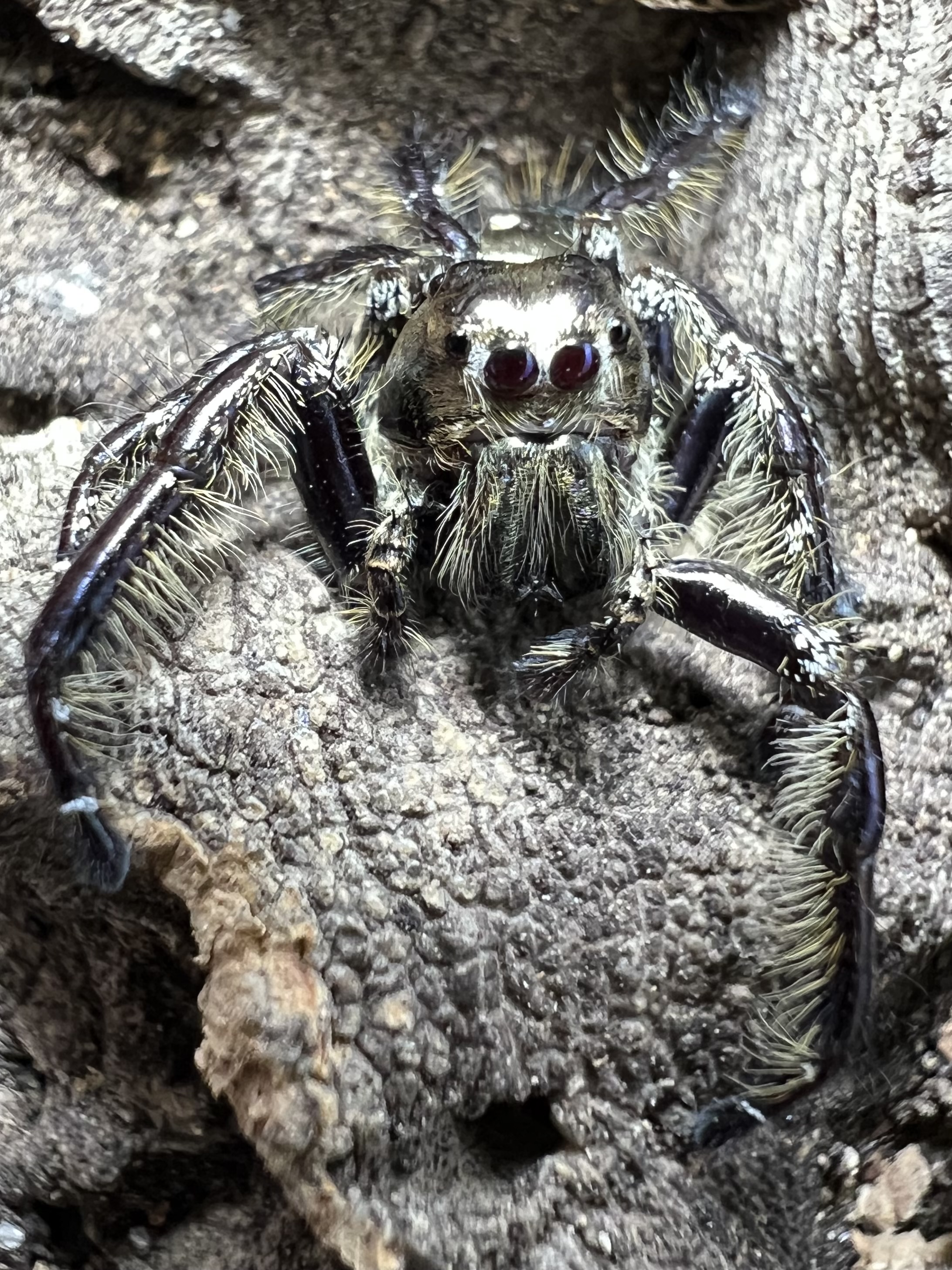 Hyllus diardi male