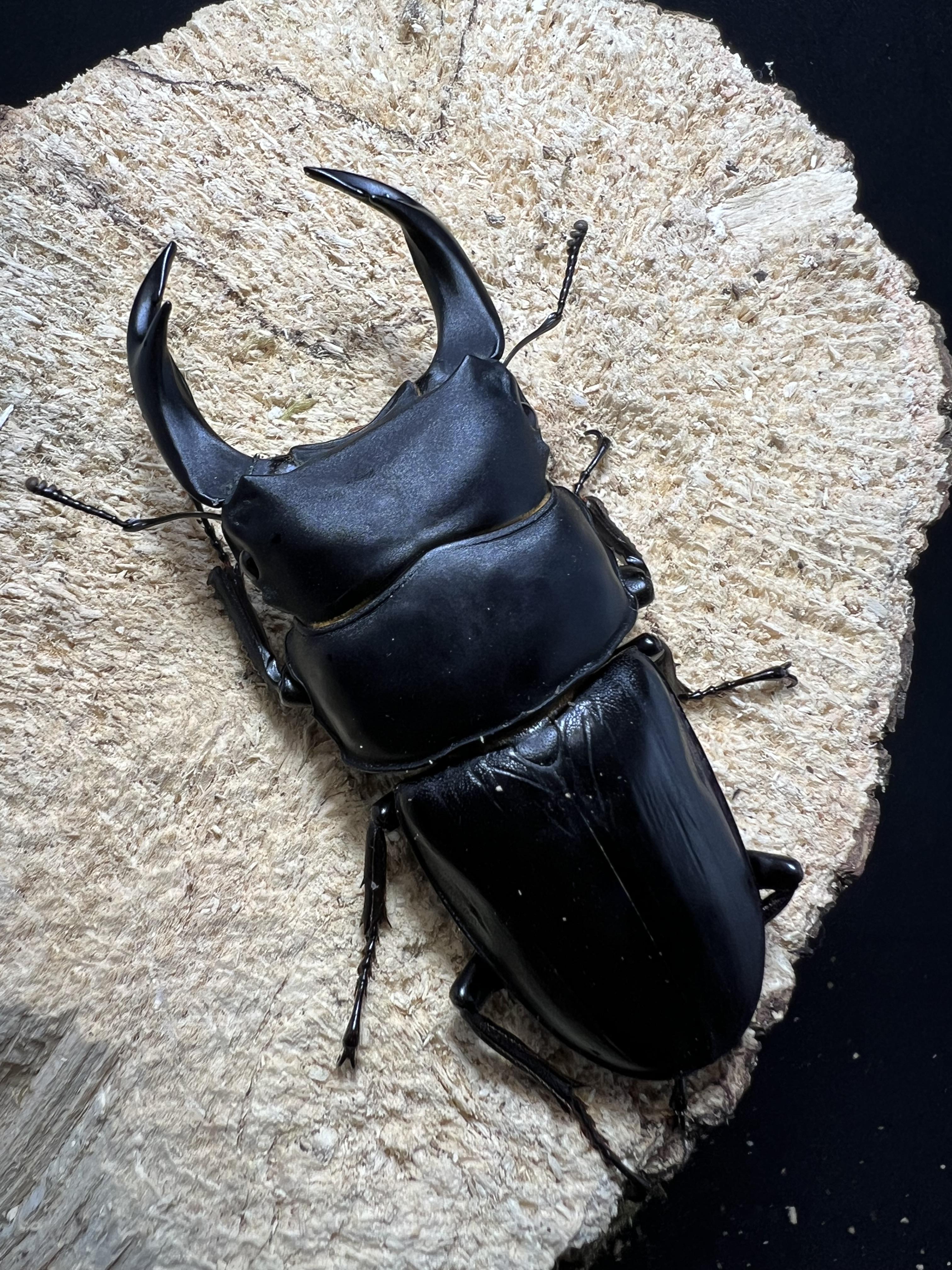 Dorcus hopei binodulosus 76mm.