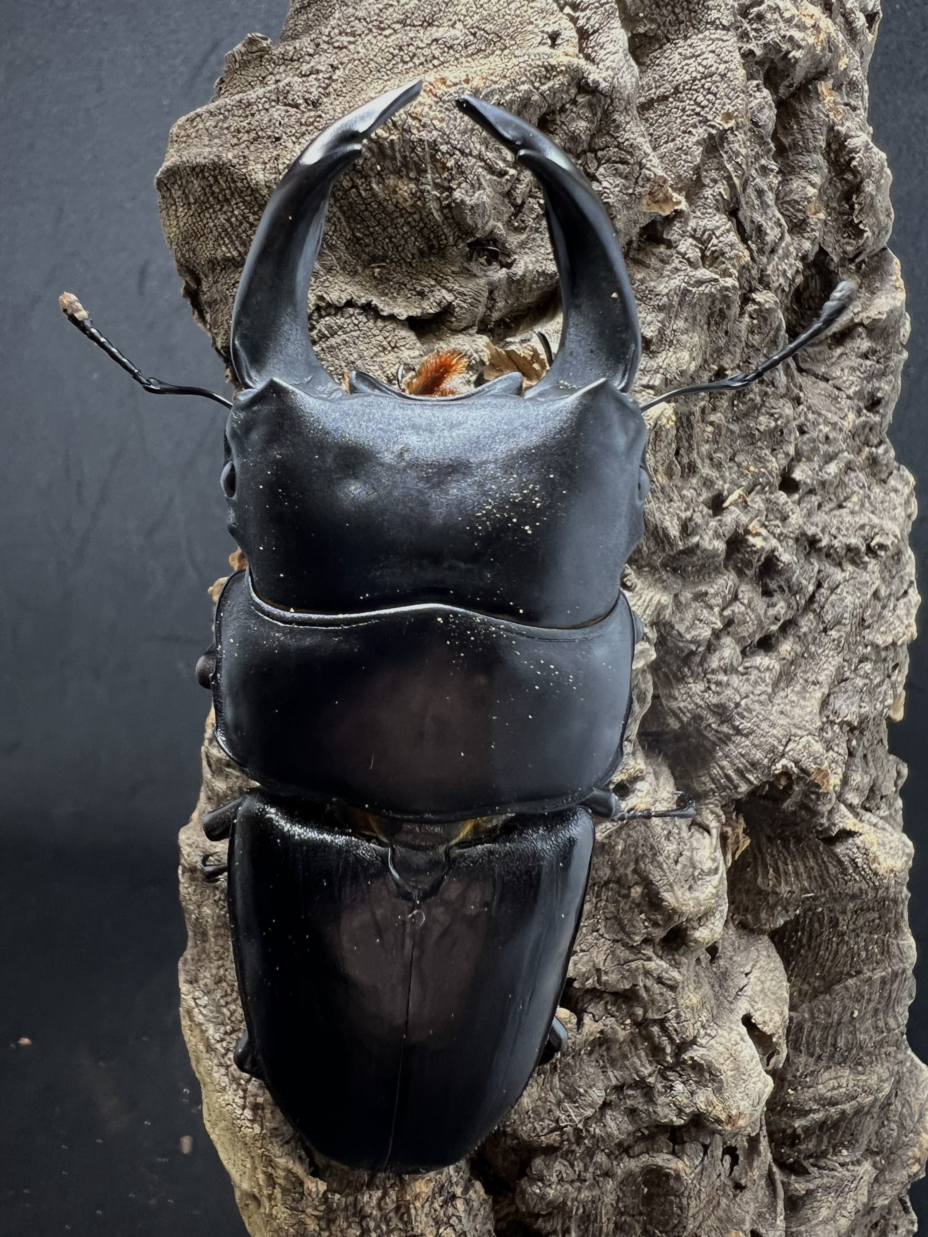 Dorcus hopei binodulosus 87 mm.