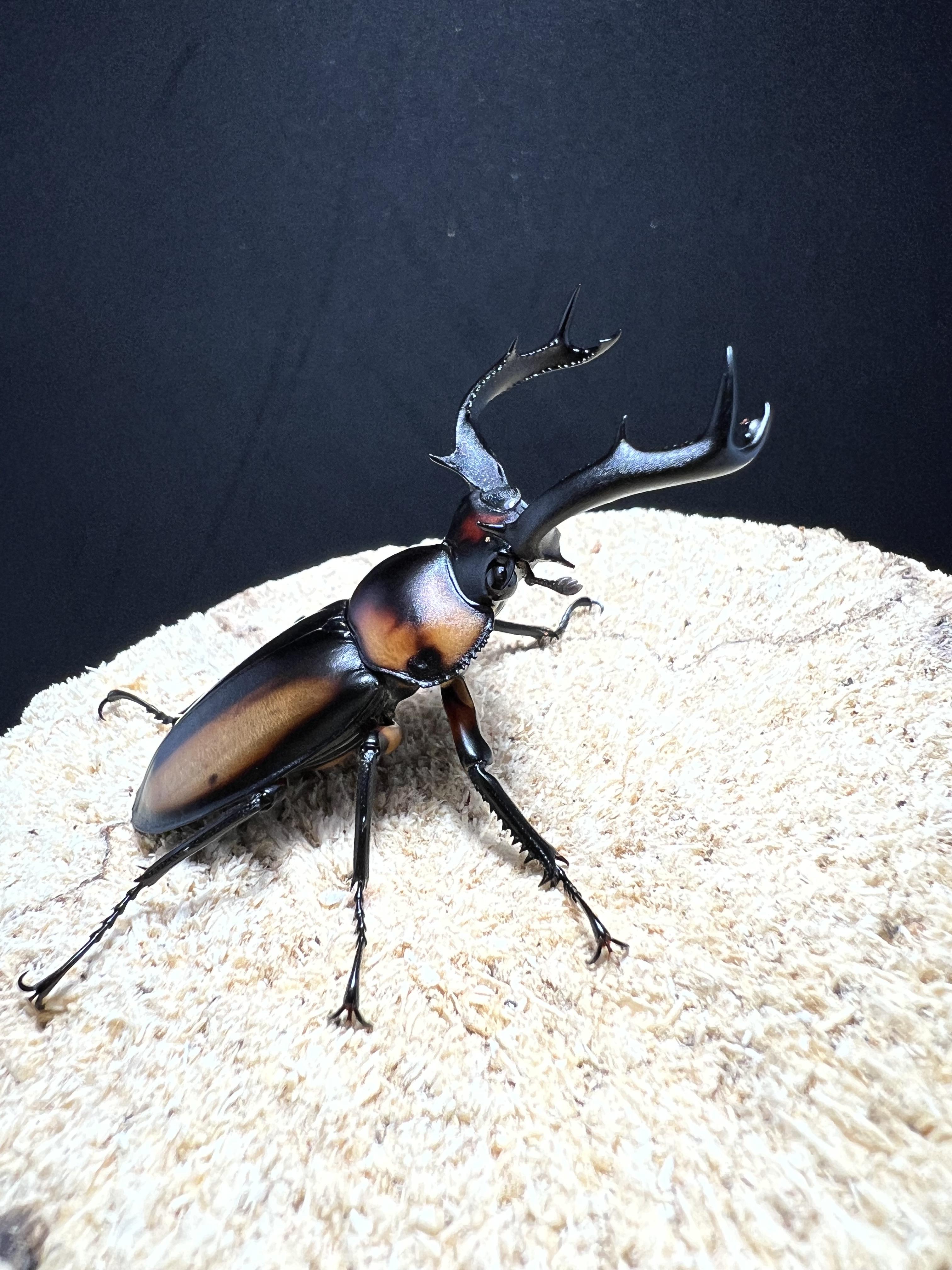 Rhaetulus crenatus speciosus 50mm.