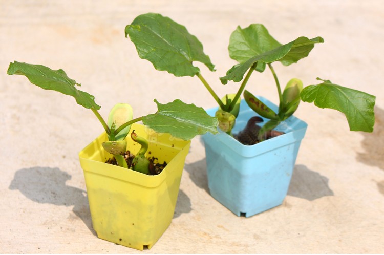 เมล็ดแห่งรัก