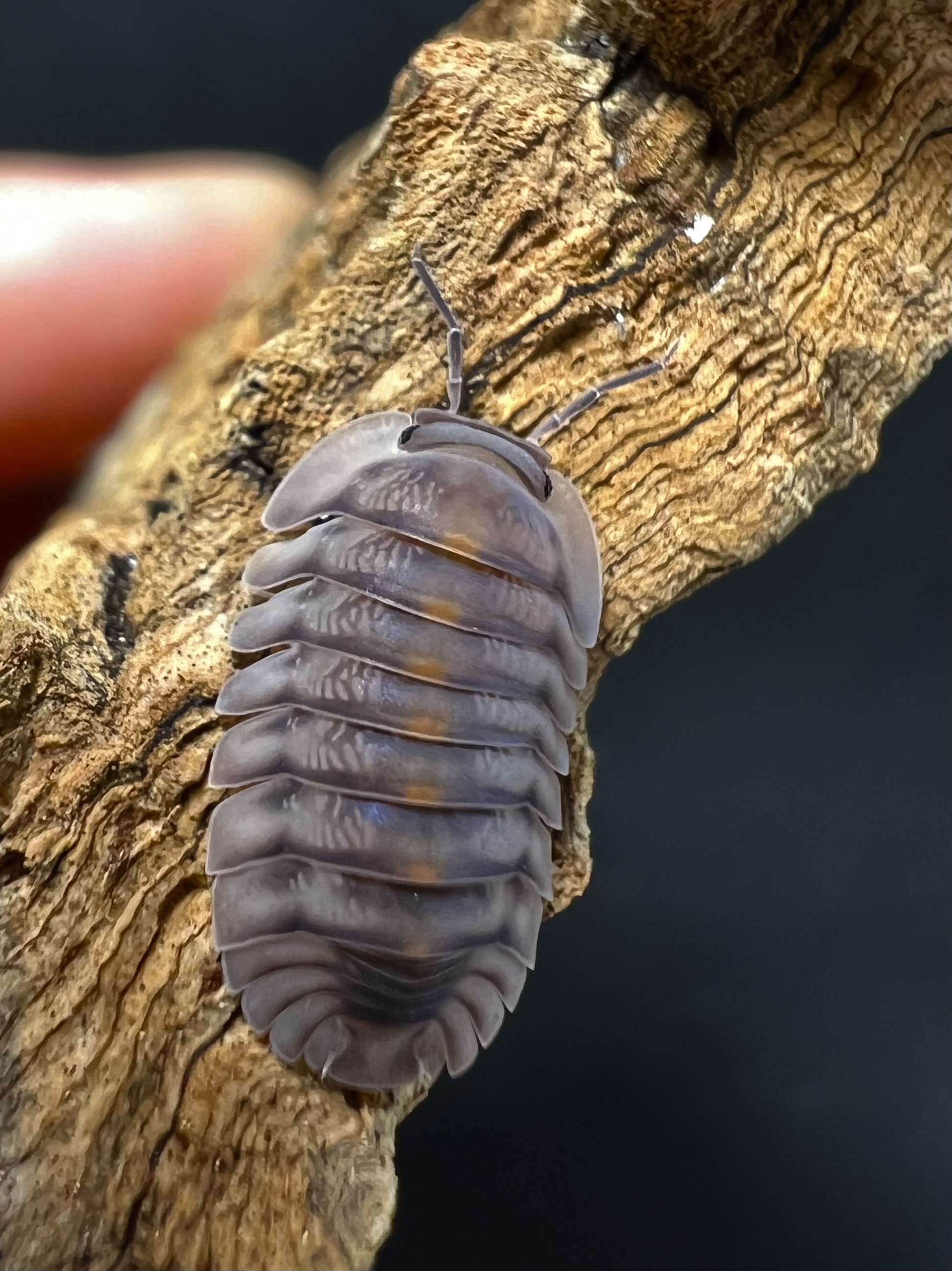 Cubaris sp. andestie 5 each